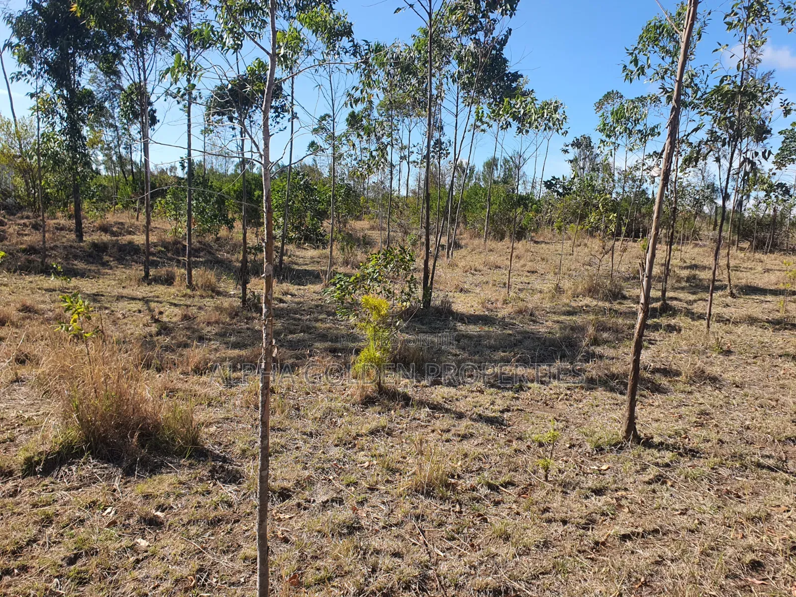 1 Acre on Sale [ Sweetwaters] Nanyuki in Nanyuki