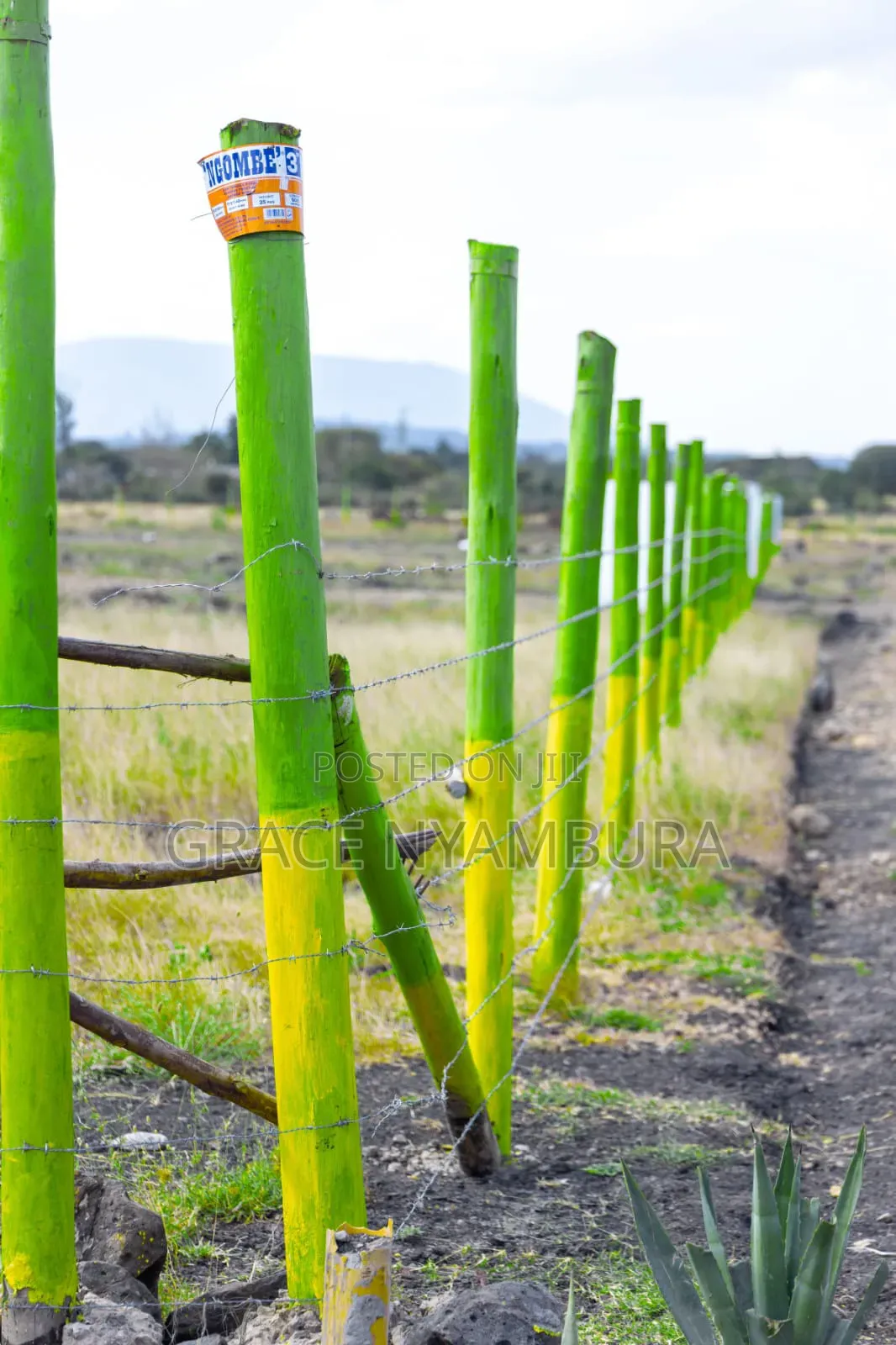 50 by 100 Plots in Koma Opposite Shrine 2km Off Tarmac in Kangundo