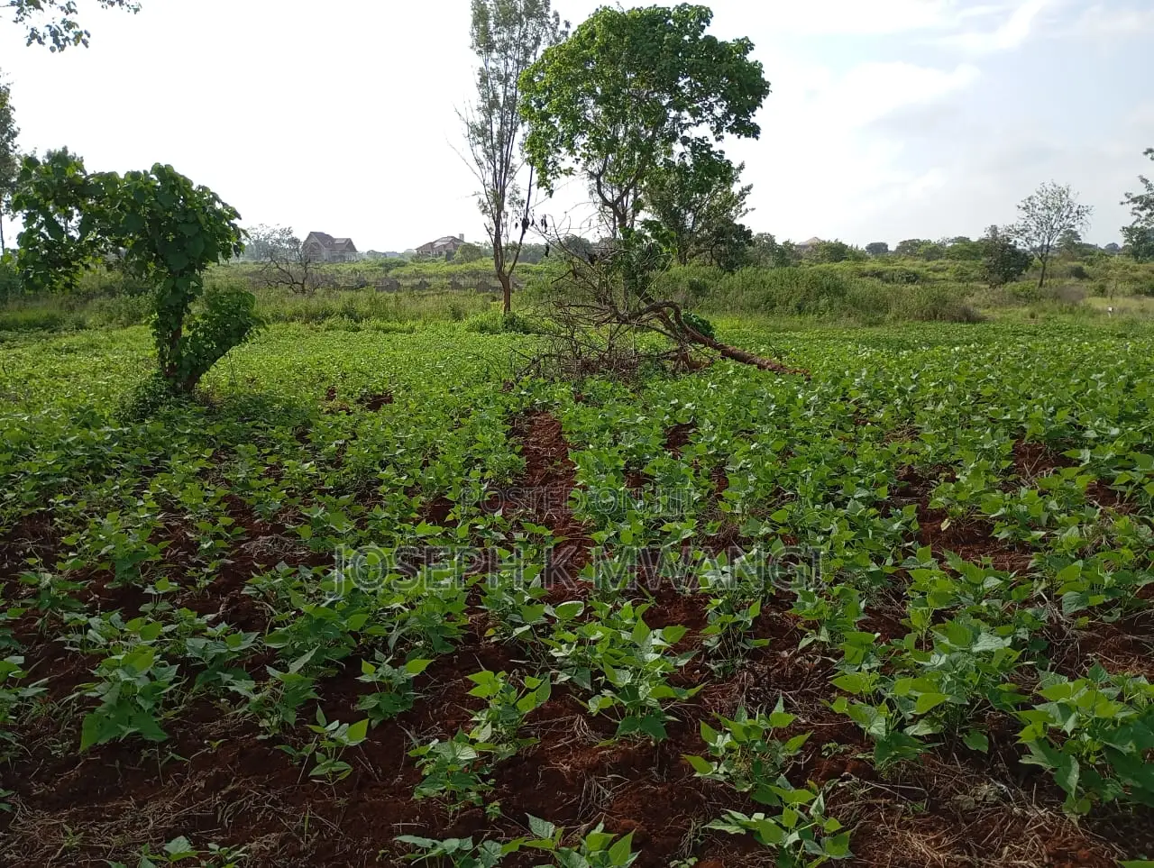 Thika Greens Phase 3 High Class Residential 1⁄4 Plots in Mugumo-Ini