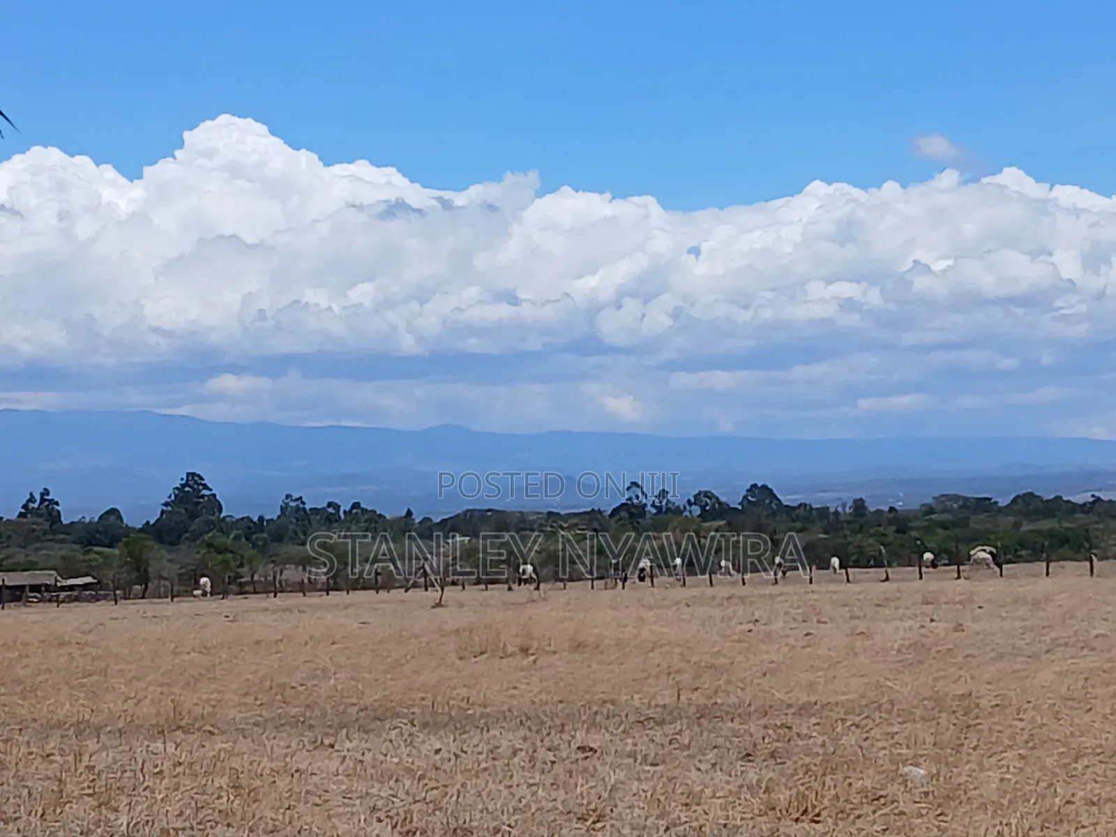 Distress Sale 4 Acrea Nanyuki Burgret in Nanyuki