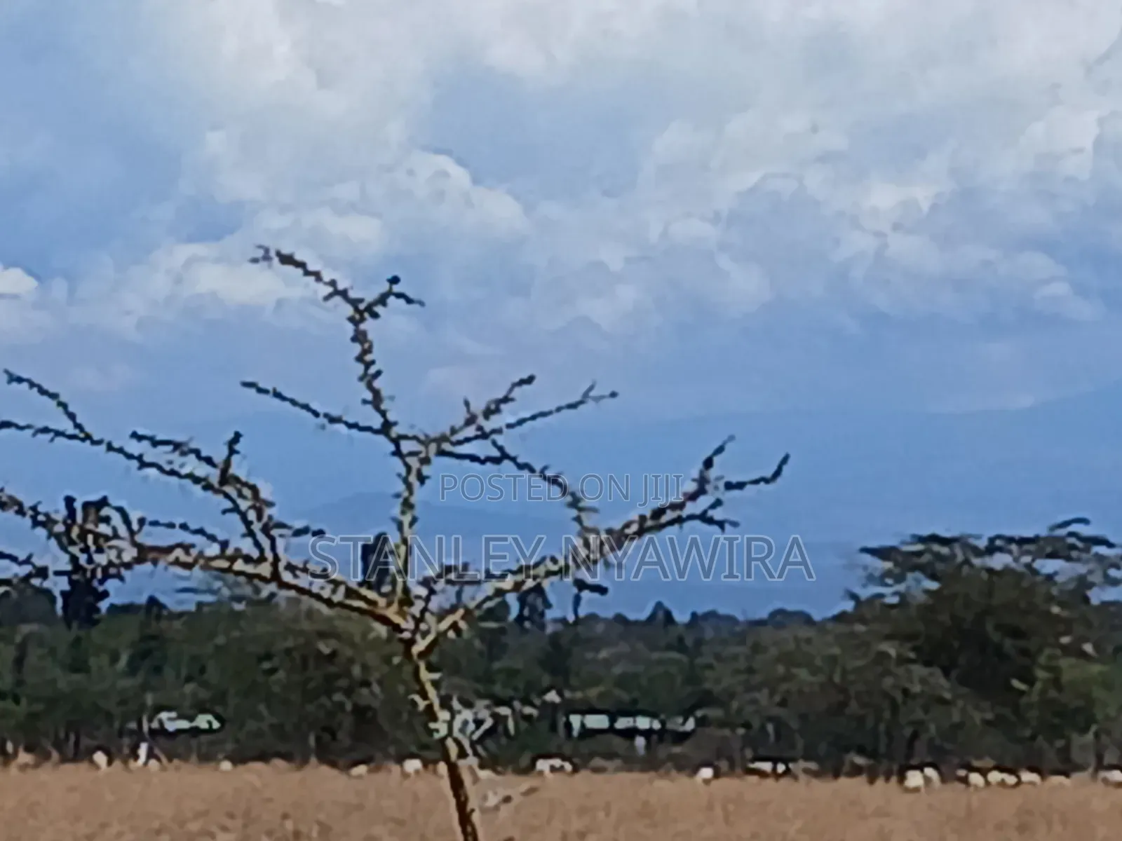 Distress Sale 4 Acrea Nanyuki Burgret in Nanyuki