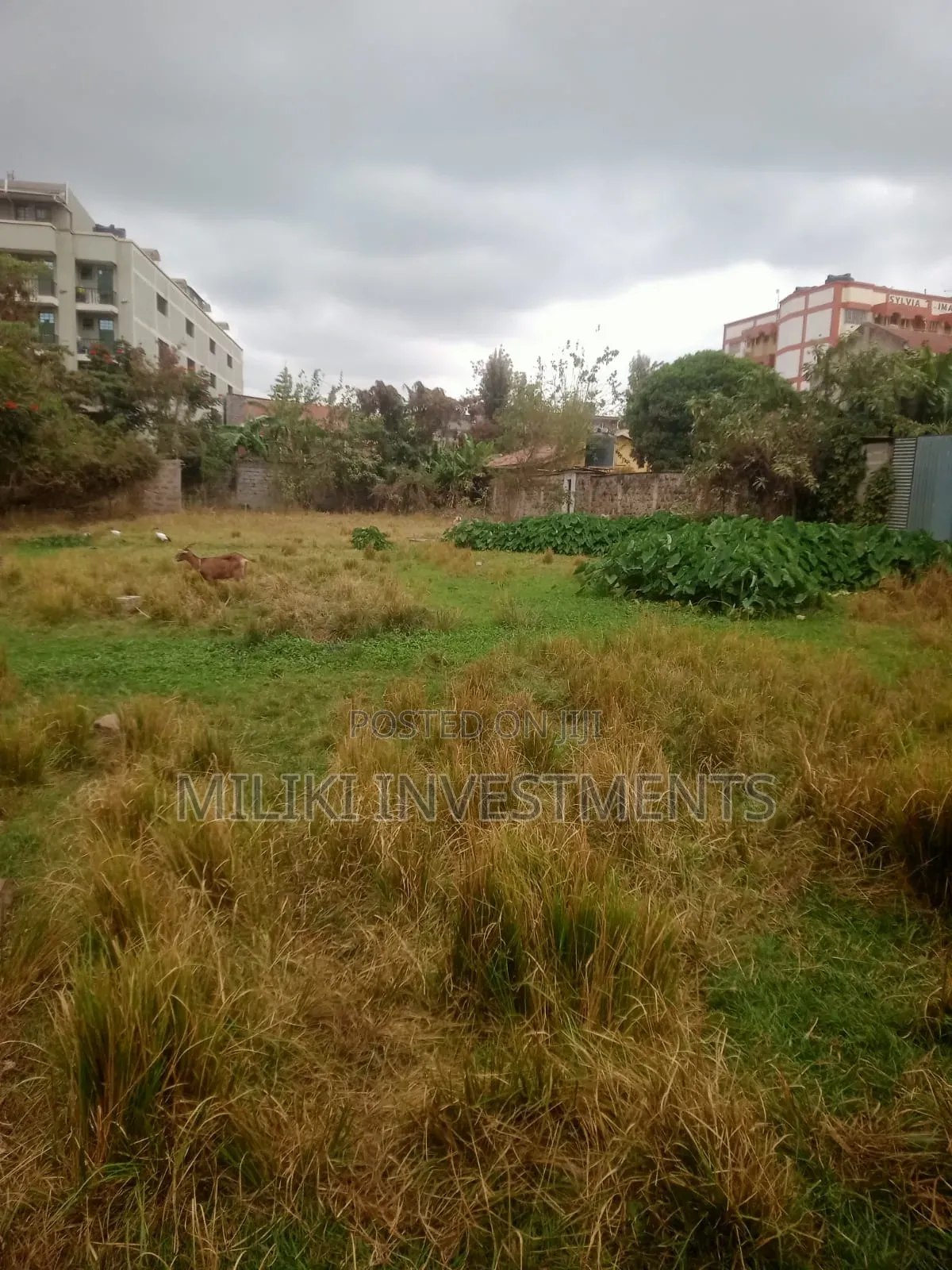 Commercial Half an Land on Sale at Juja -Near JKuat in Gachororo