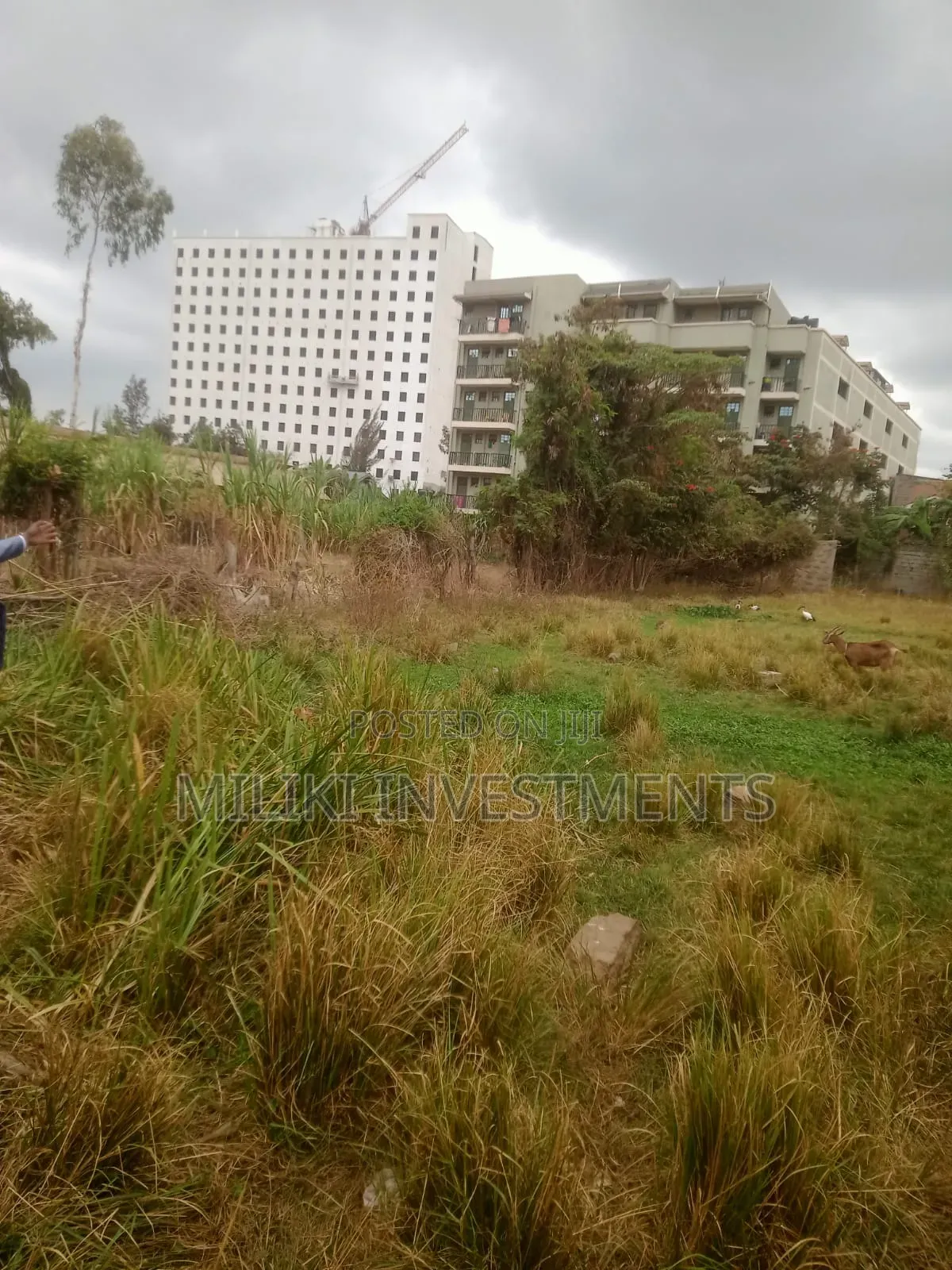 Commercial Half an Land on Sale at Juja -Near JKuat in Gachororo