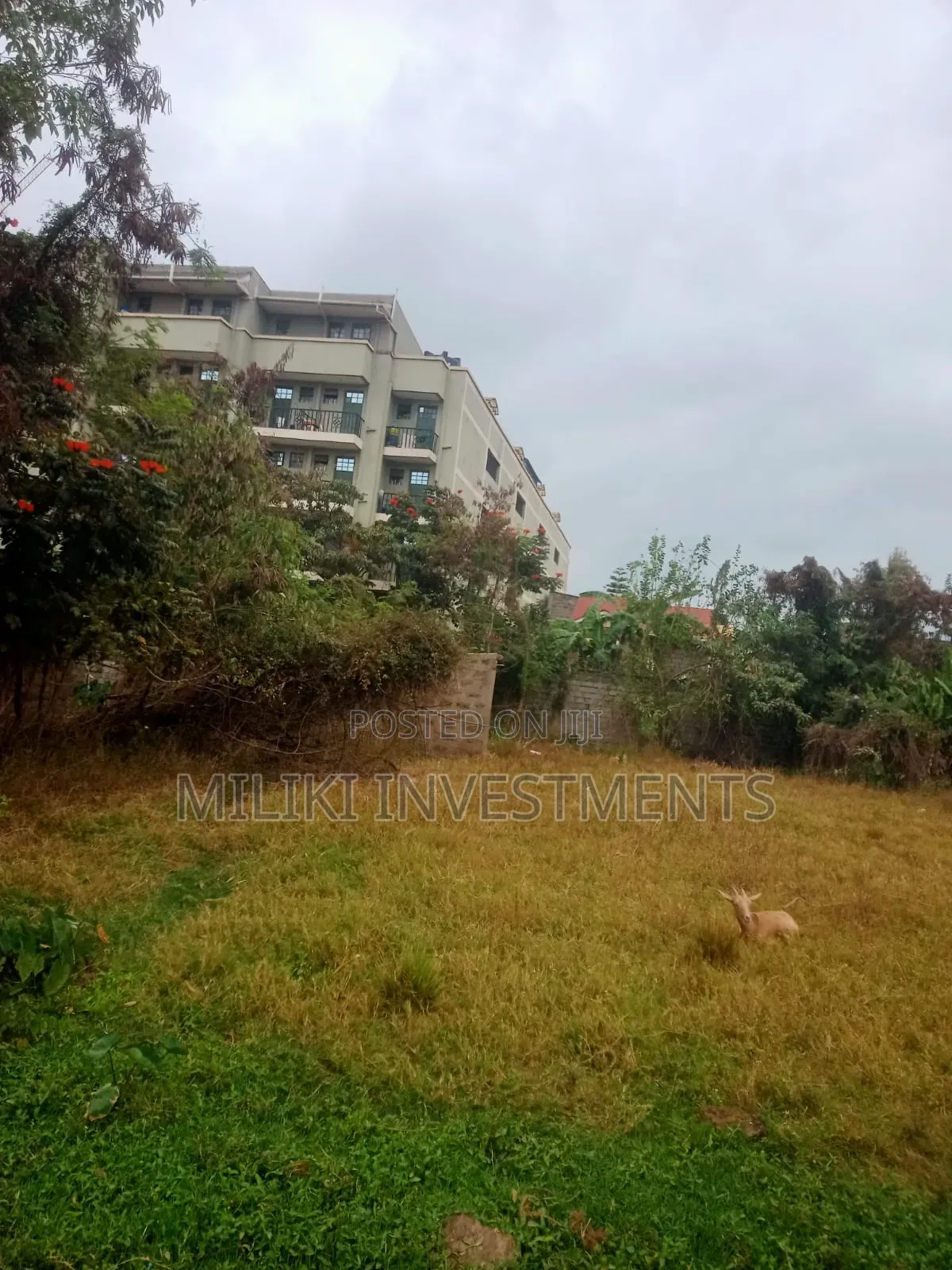 Commercial Half an Land on Sale at Juja -Near JKuat in Gachororo