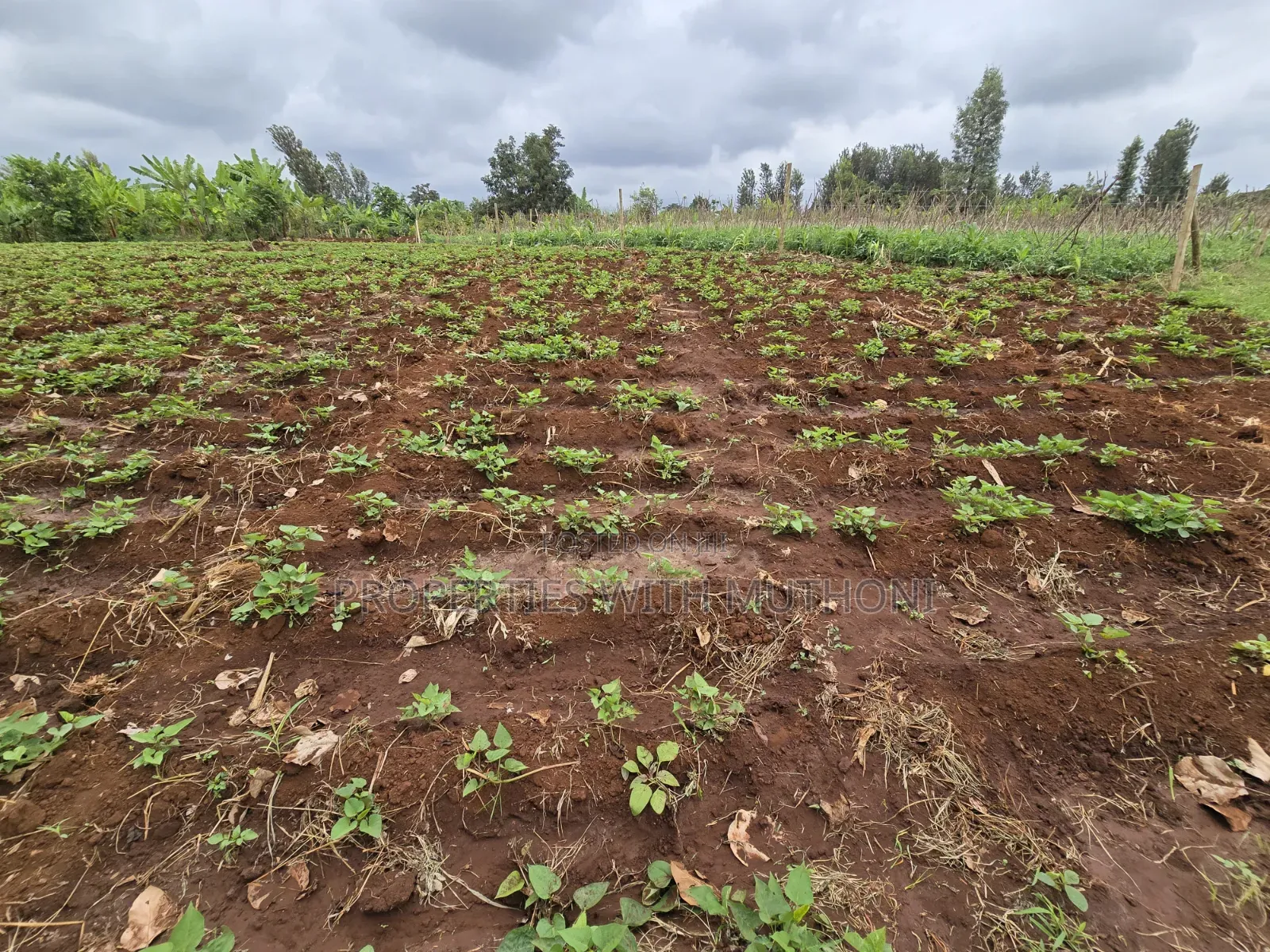 1 Acre for Sale in Kangai, Kirinyaga County. in Kangai