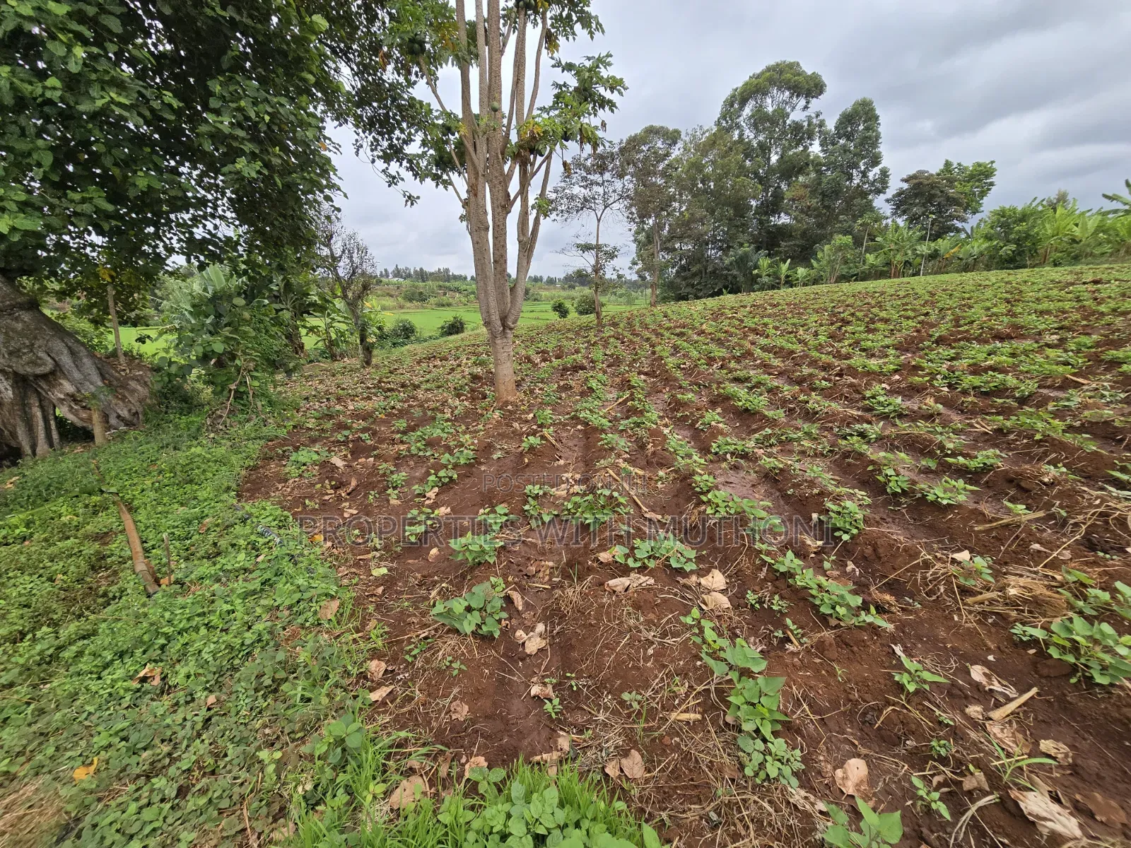 1 Acre for Sale in Kangai, Kirinyaga County. in Kangai