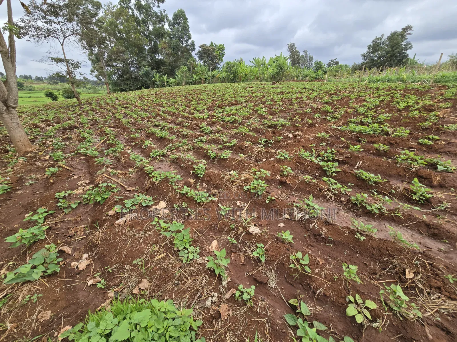 1 Acre for Sale in Kangai, Kirinyaga County. in Kangai