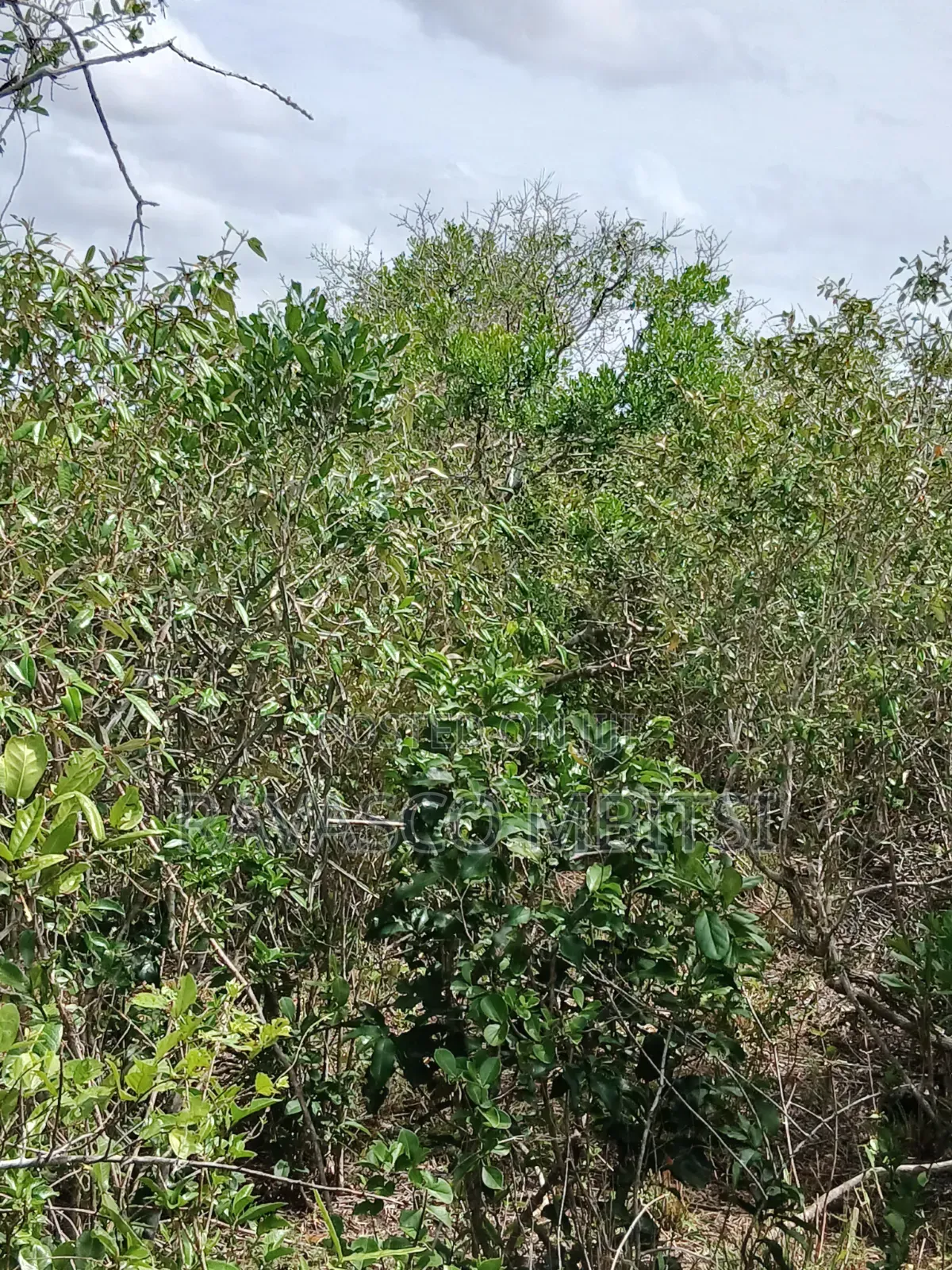 90 Acres Forsale in Malindi Fundisa in Town Centre