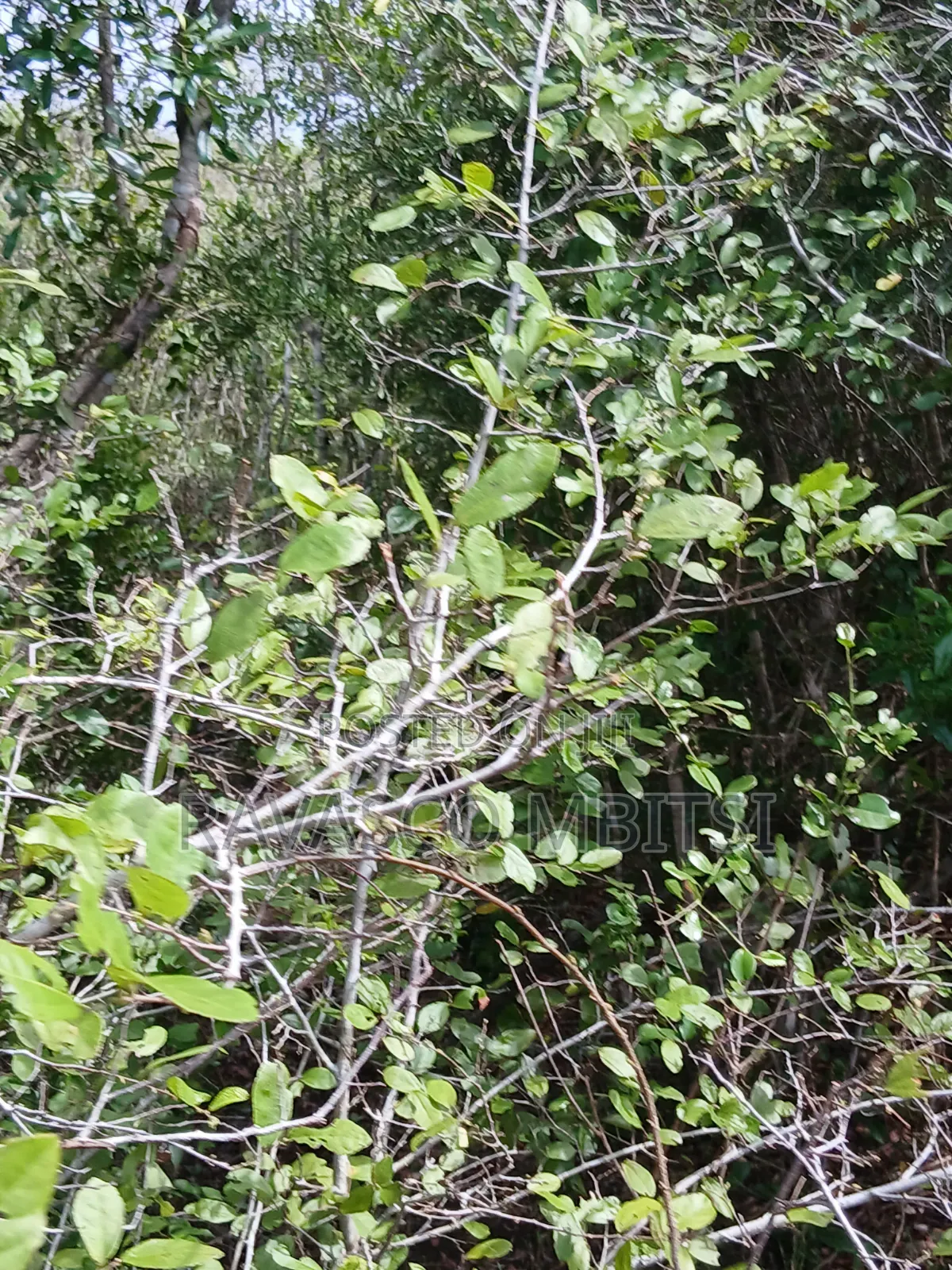 90 Acres Forsale in Malindi Fundisa in Town Centre