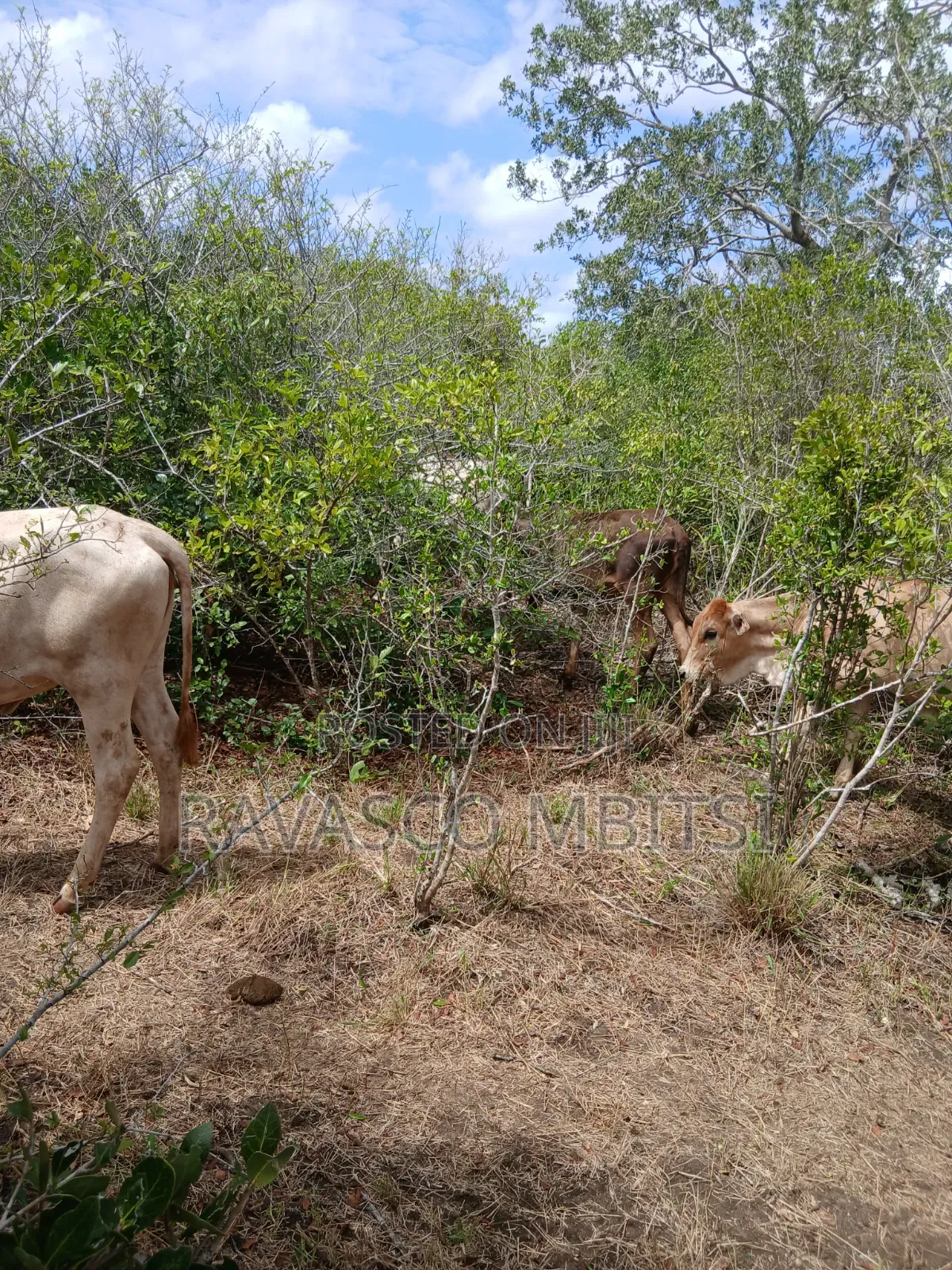 7 Acres Forsale in Malindi Boreshingwaya in Marafa