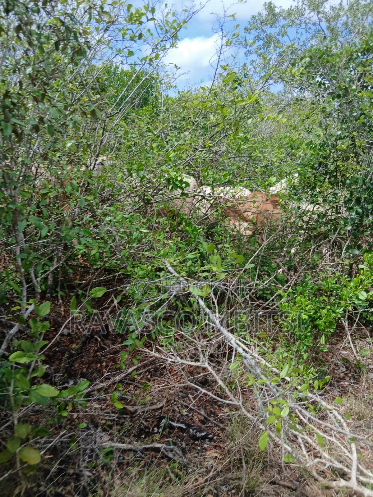 7 Acres Forsale in Malindi Boreshingwaya in Marafa