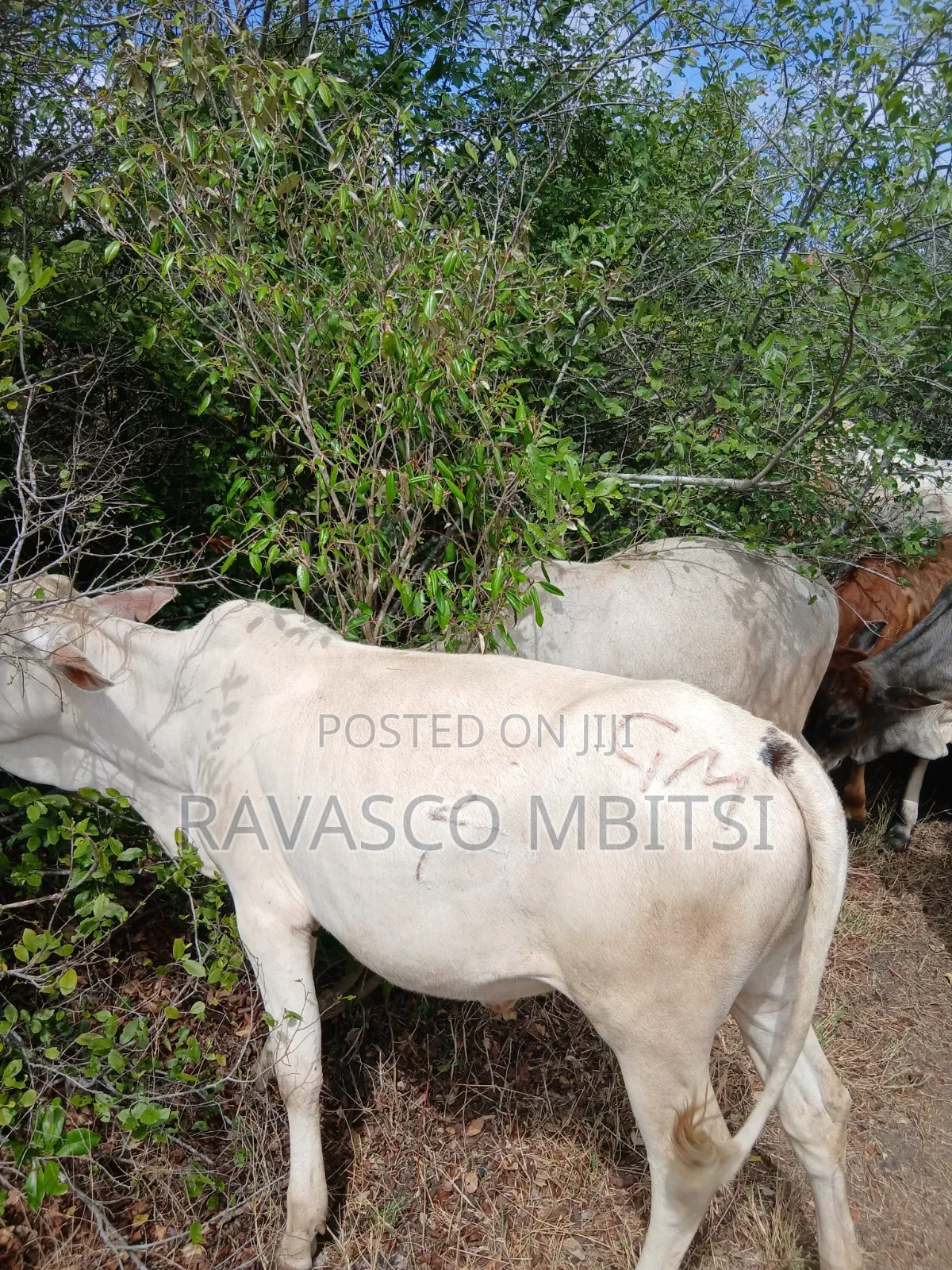 7 Acres Forsale in Malindi Boreshingwaya in Marafa