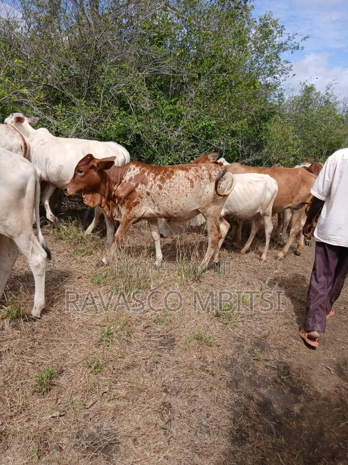 7 Acres Forsale in Malindi Boreshingwaya in Marafa