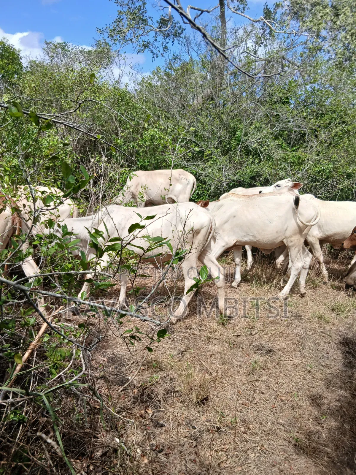 7 Acres Forsale in Malindi Boreshingwaya in Marafa
