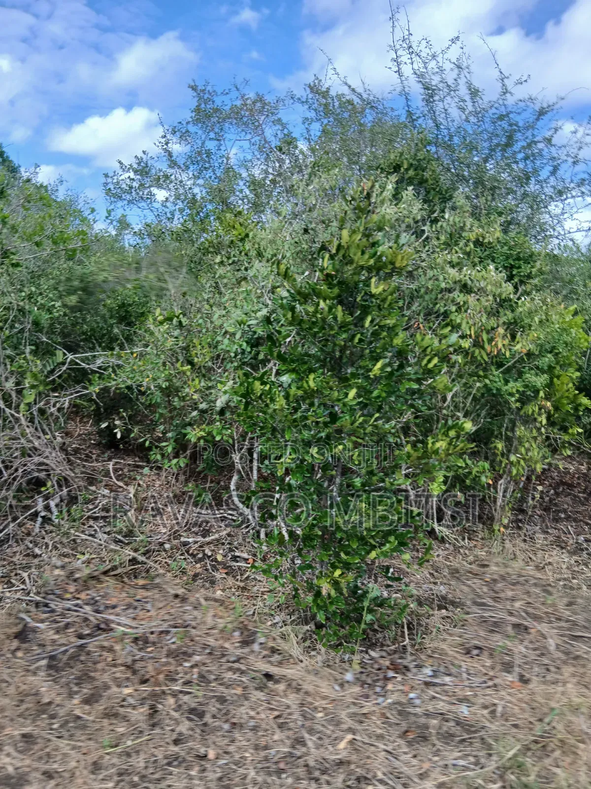 19 Acres Forsale in Malindi Boreshingwaya in Marafa