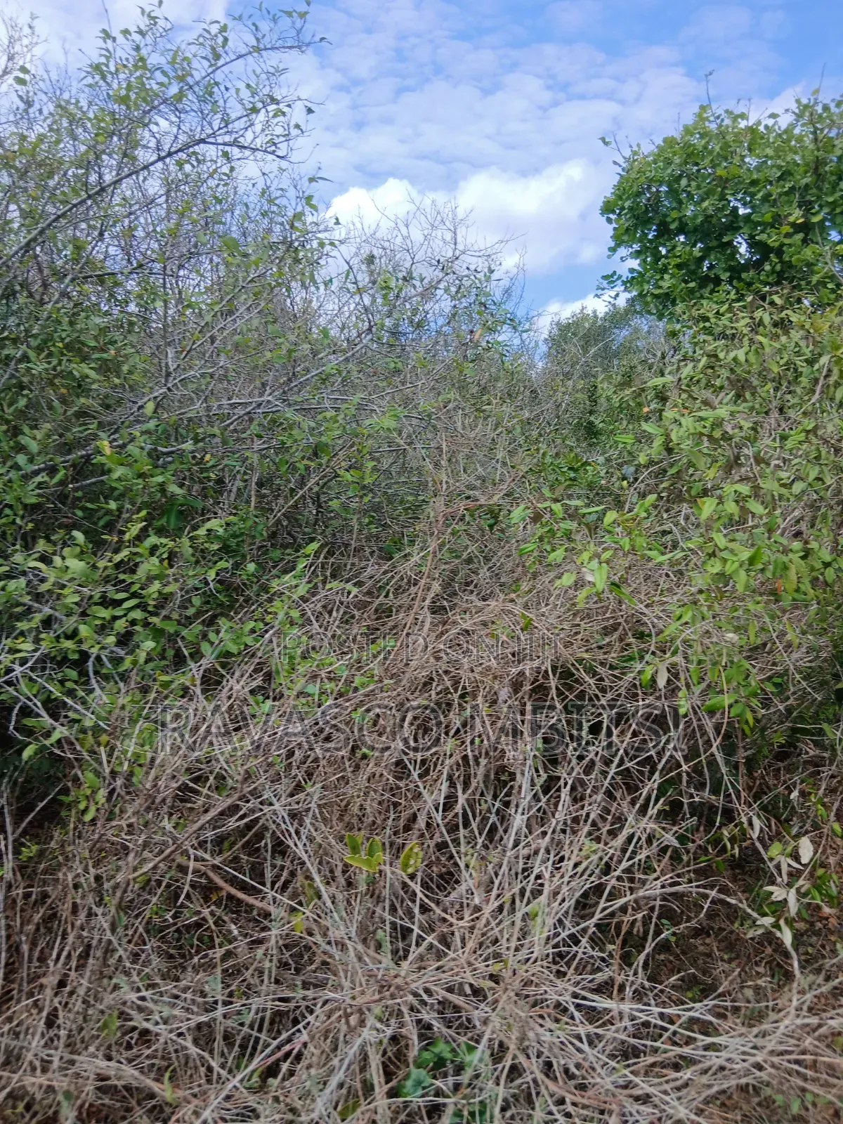 19 Acres Forsale in Malindi Boreshingwaya in Marafa