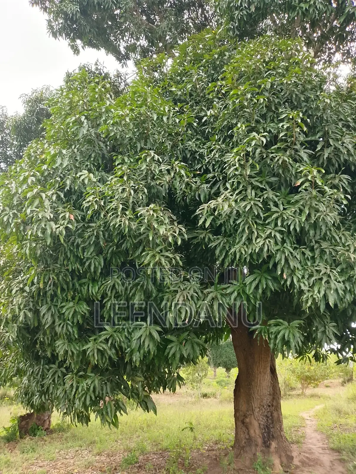 12 Acre of Farm Land for Sale in Mkongani