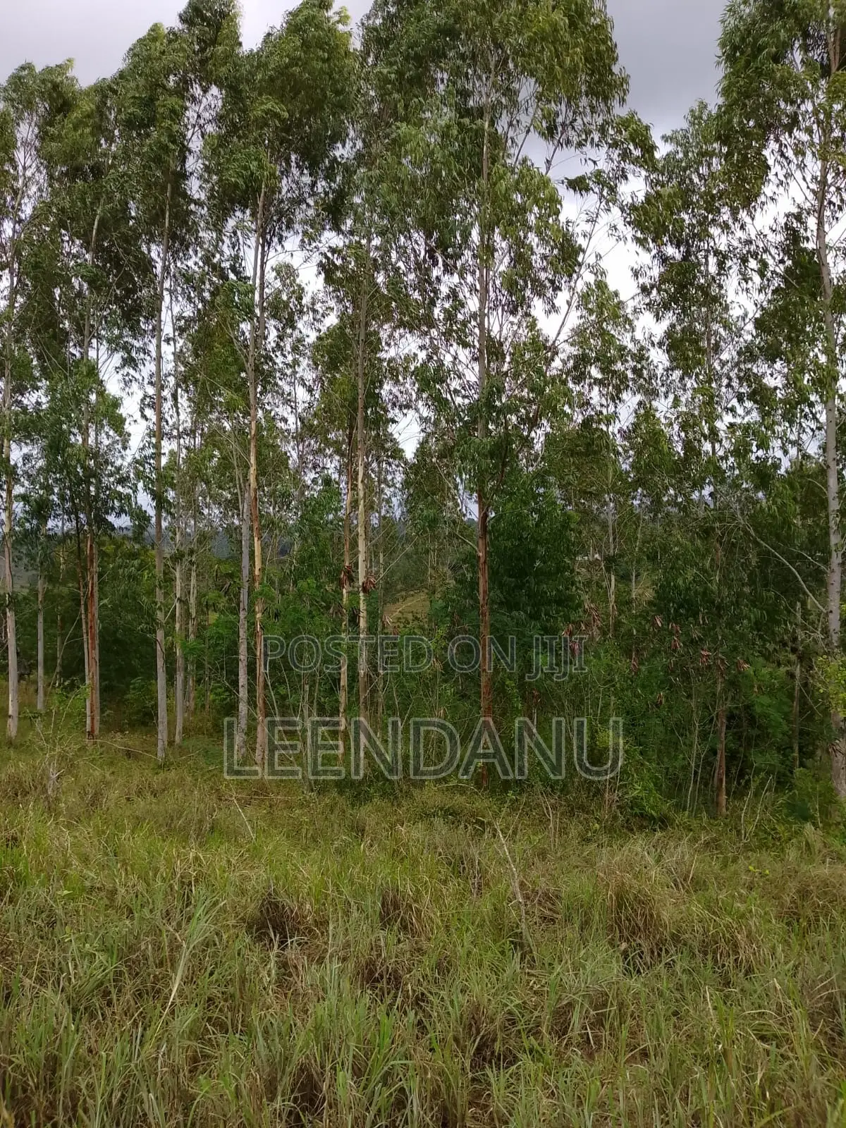 12 Acre of Farm Land for Sale in Mkongani