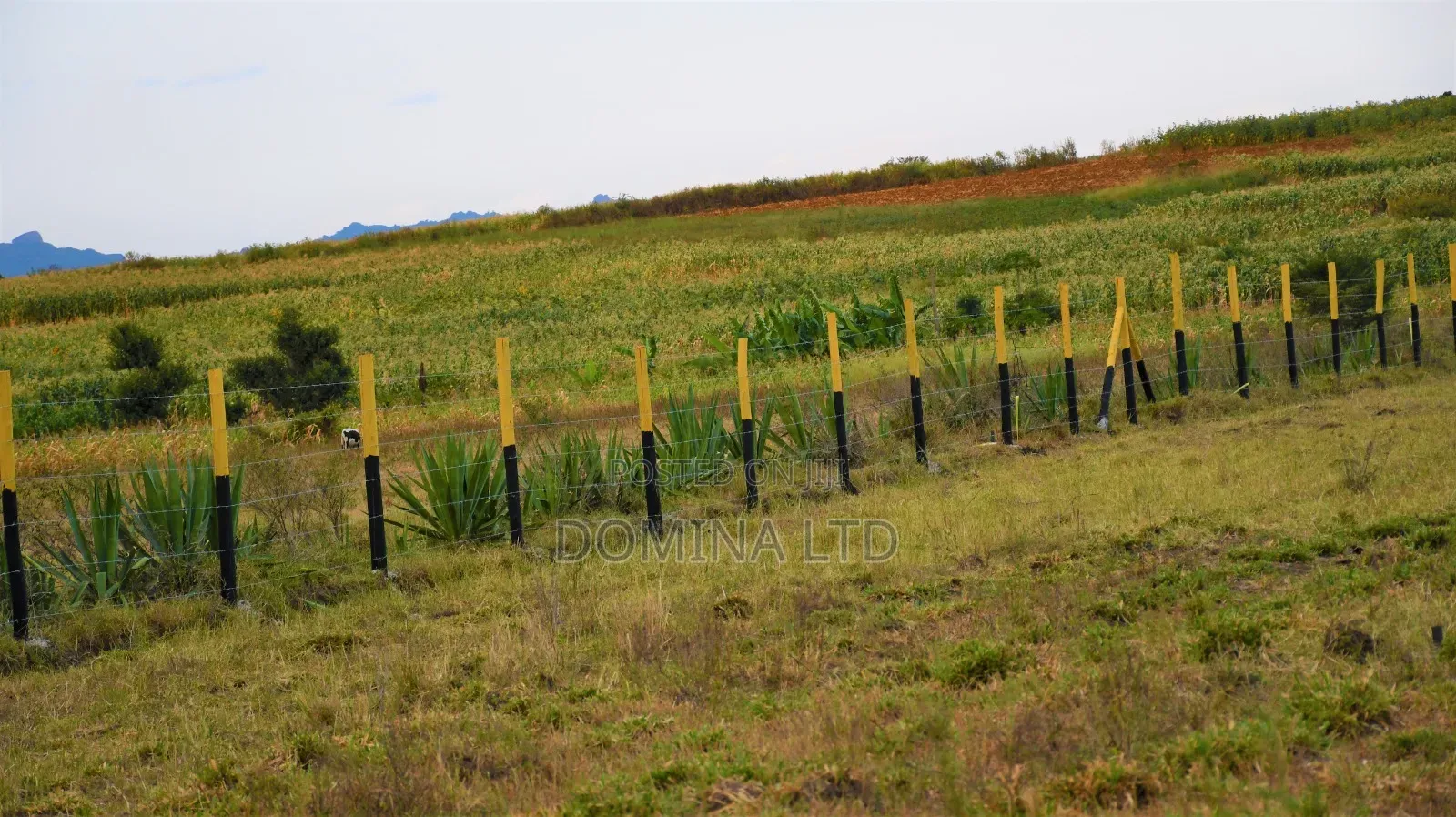 Oasis Garden Golimba. in Ngoliba