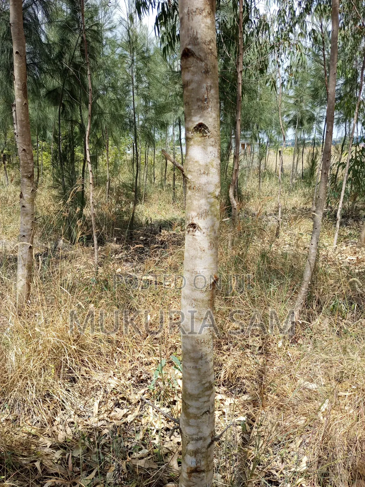 Half Acre Piece of Land Rangau in Oloosirkon/Sholinke