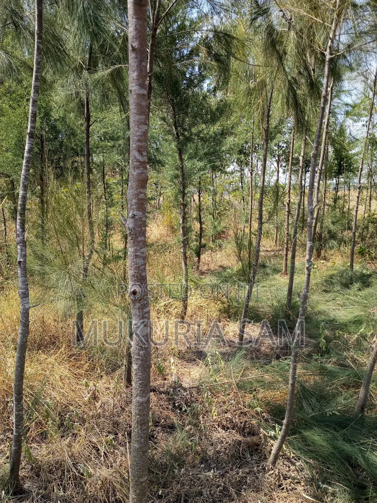 Half Acre Piece of Land Rangau in Oloosirkon/Sholinke