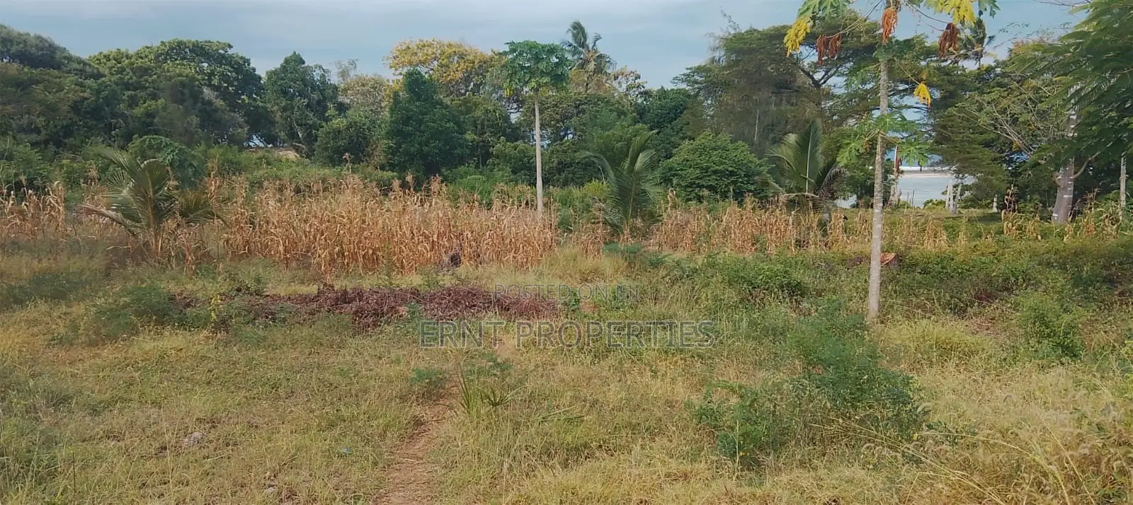 4.3-Acre Beachfront Property for Sale | Tiwi, Kwale in Kwale