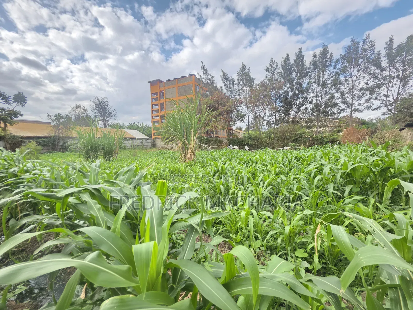 Quarter Acre Residential Plot for Sale at Juja in Gachororo