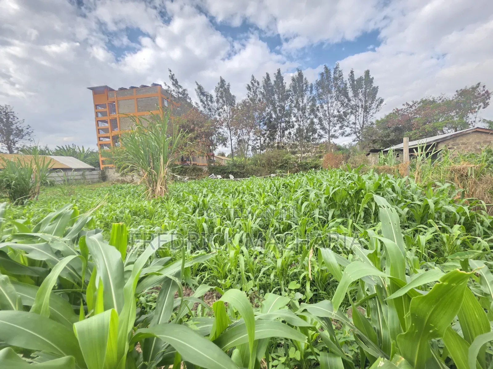 Quarter Acre Residential Plot for Sale at Juja in Gachororo