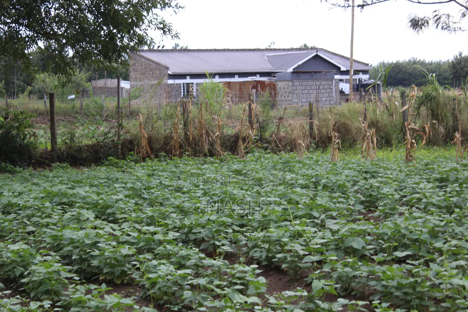 Mang'u Mastoo 50 X 100 Plots for Sale in Ngata