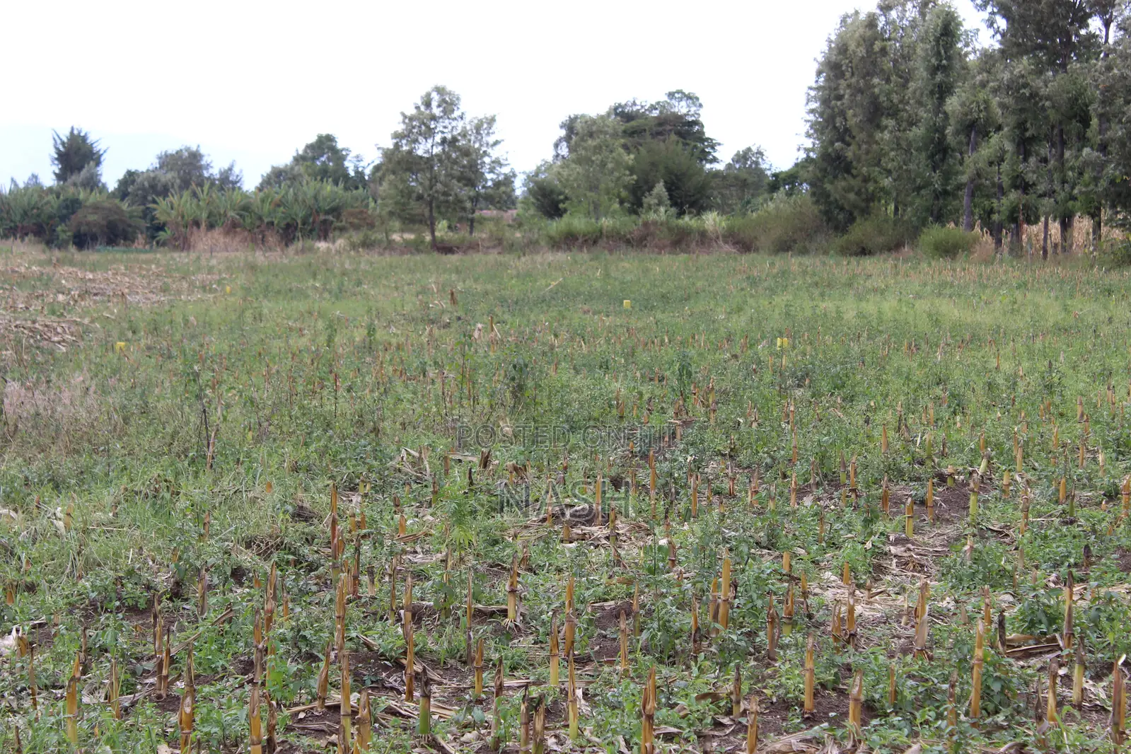 Mang'u Mastoo 50 X 100 Plots for Sale in Ngata