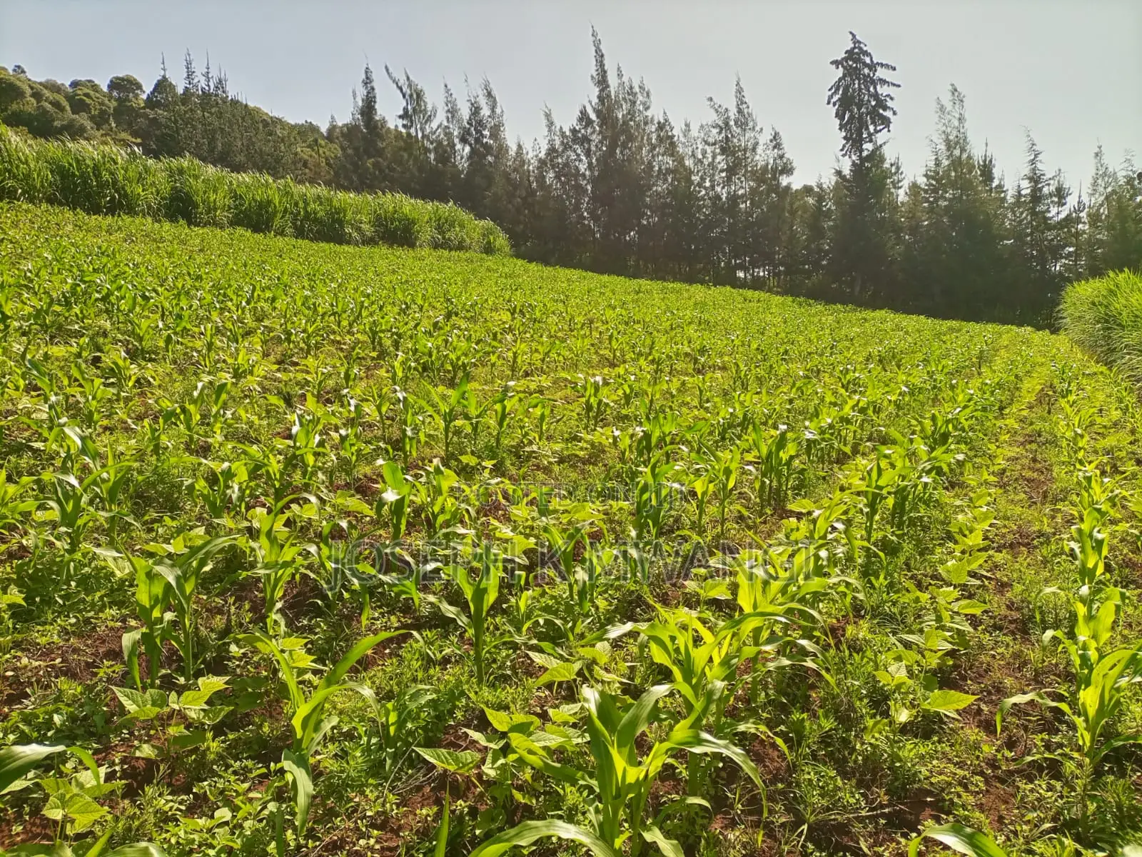 Nanyuki Kalalu 6.75 Acres With 3 B/Rooms Bungalow, River Frontage in Umande