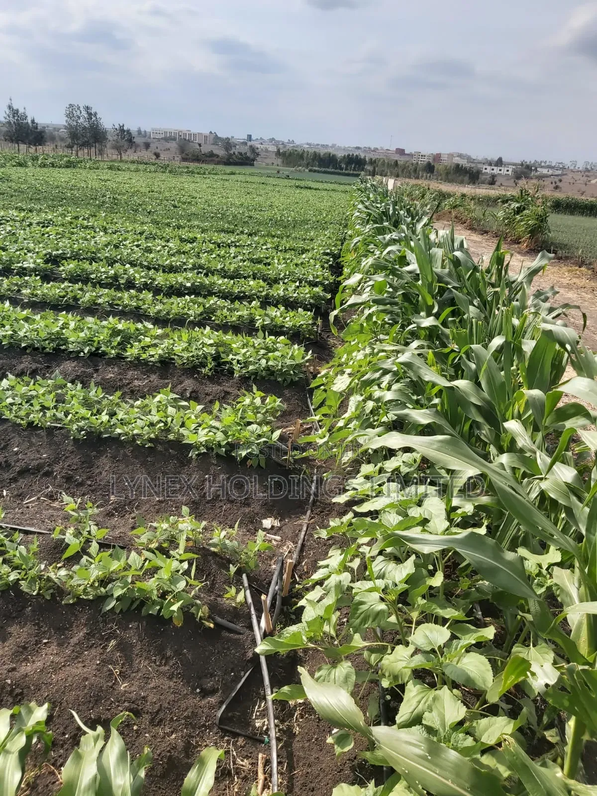 Prime 20 Acres Land for Sale in Kisaju in Kisaju