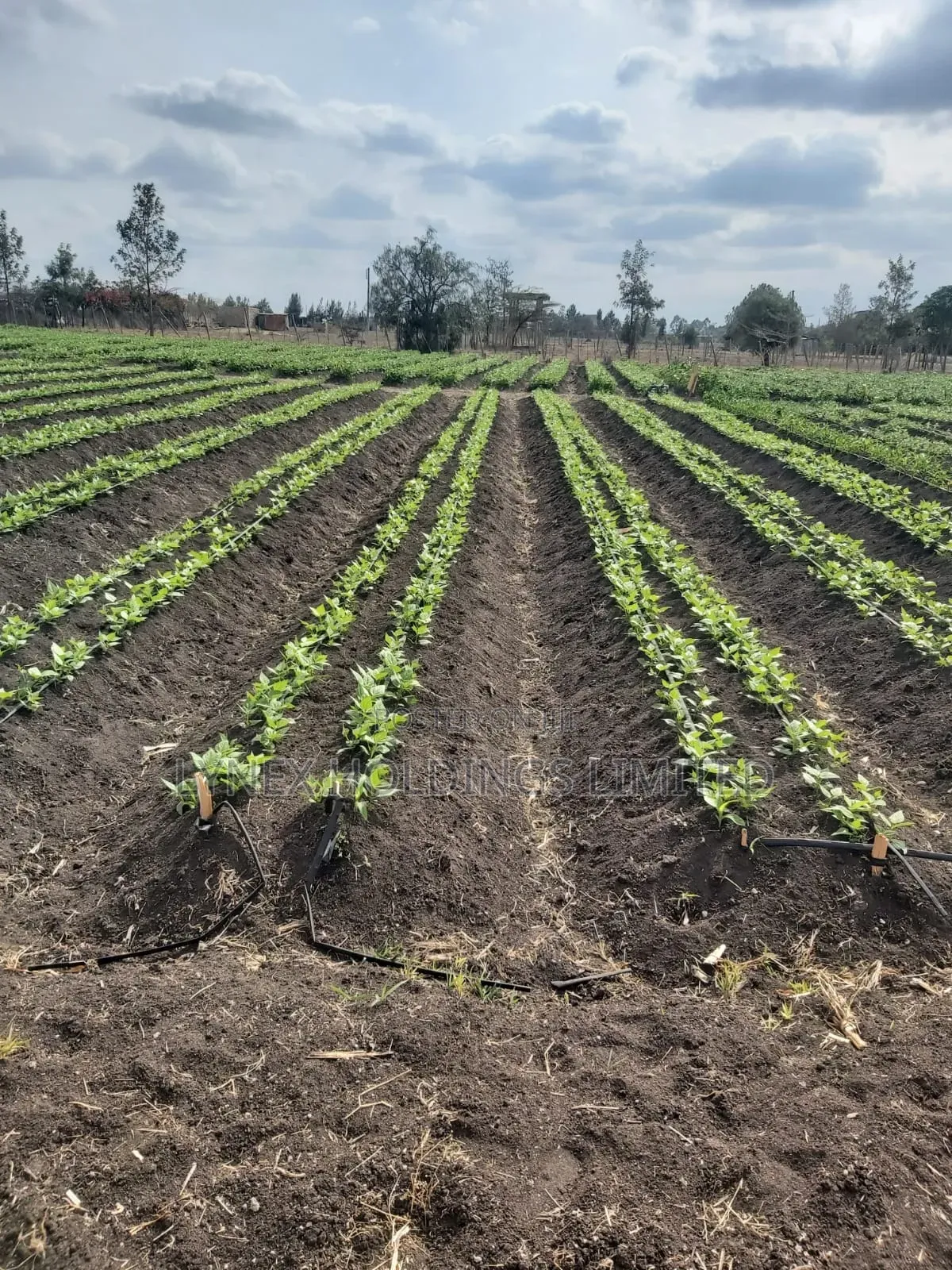 Prime 20 Acres Land for Sale in Kisaju in Kisaju