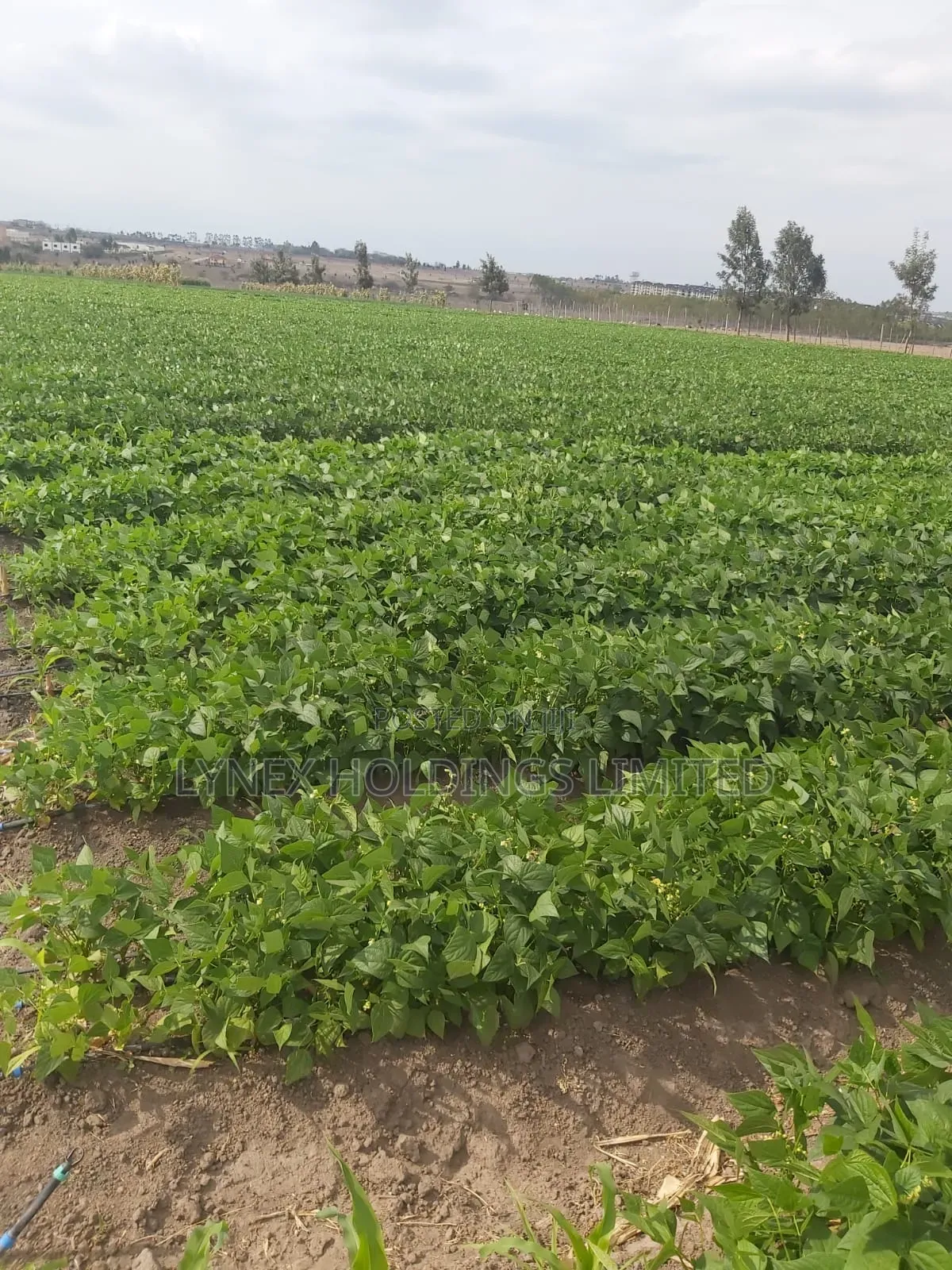 Prime 20 Acres Land for Sale in Kisaju in Kisaju