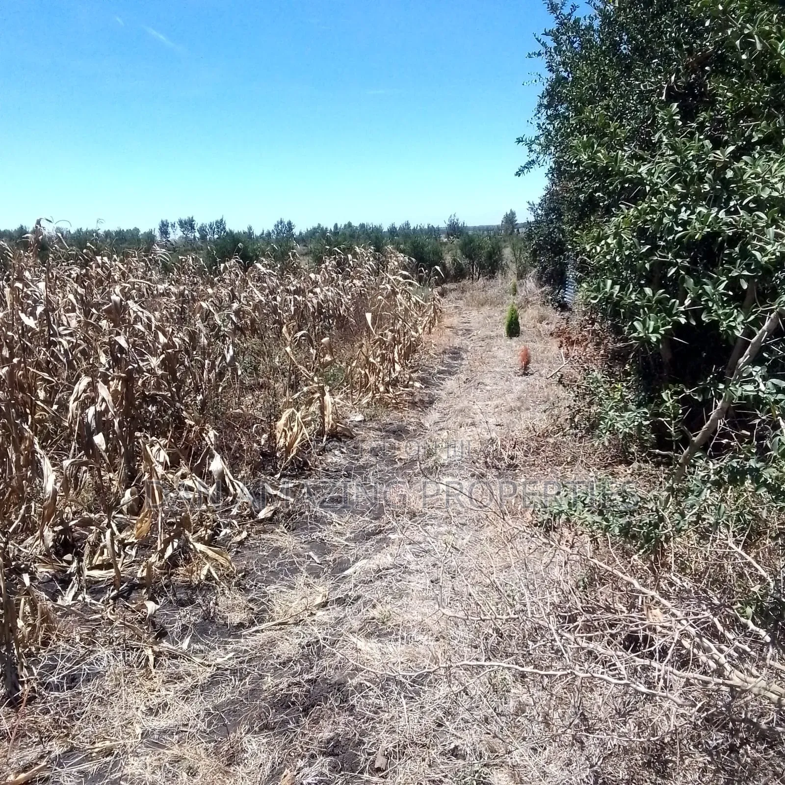 1/2 Acre Plot for Sale Near Happyland SCH Kiserian Isinya Road in Kiserian