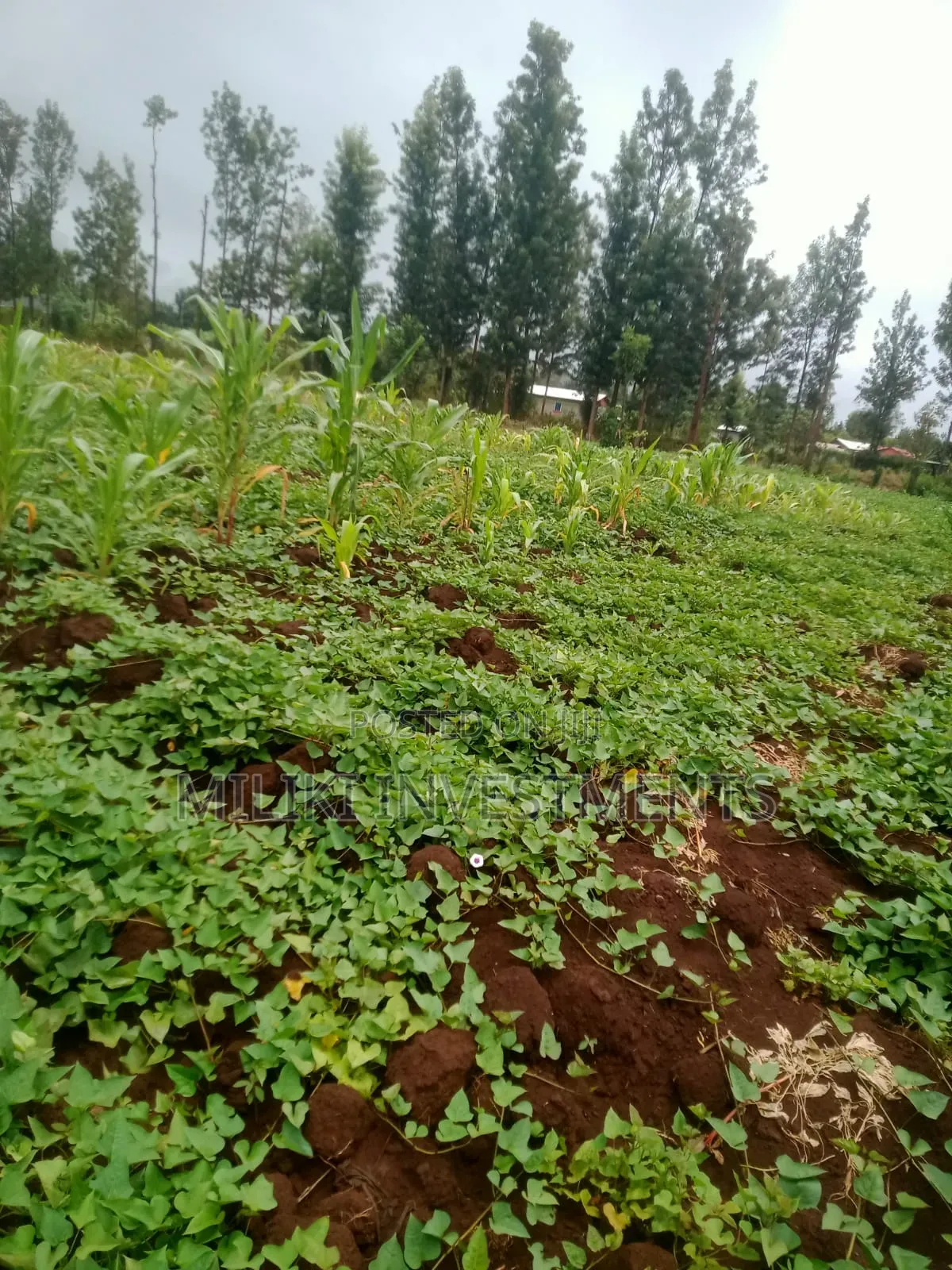 1 Acre on Sale at Kagio in Kerugoya