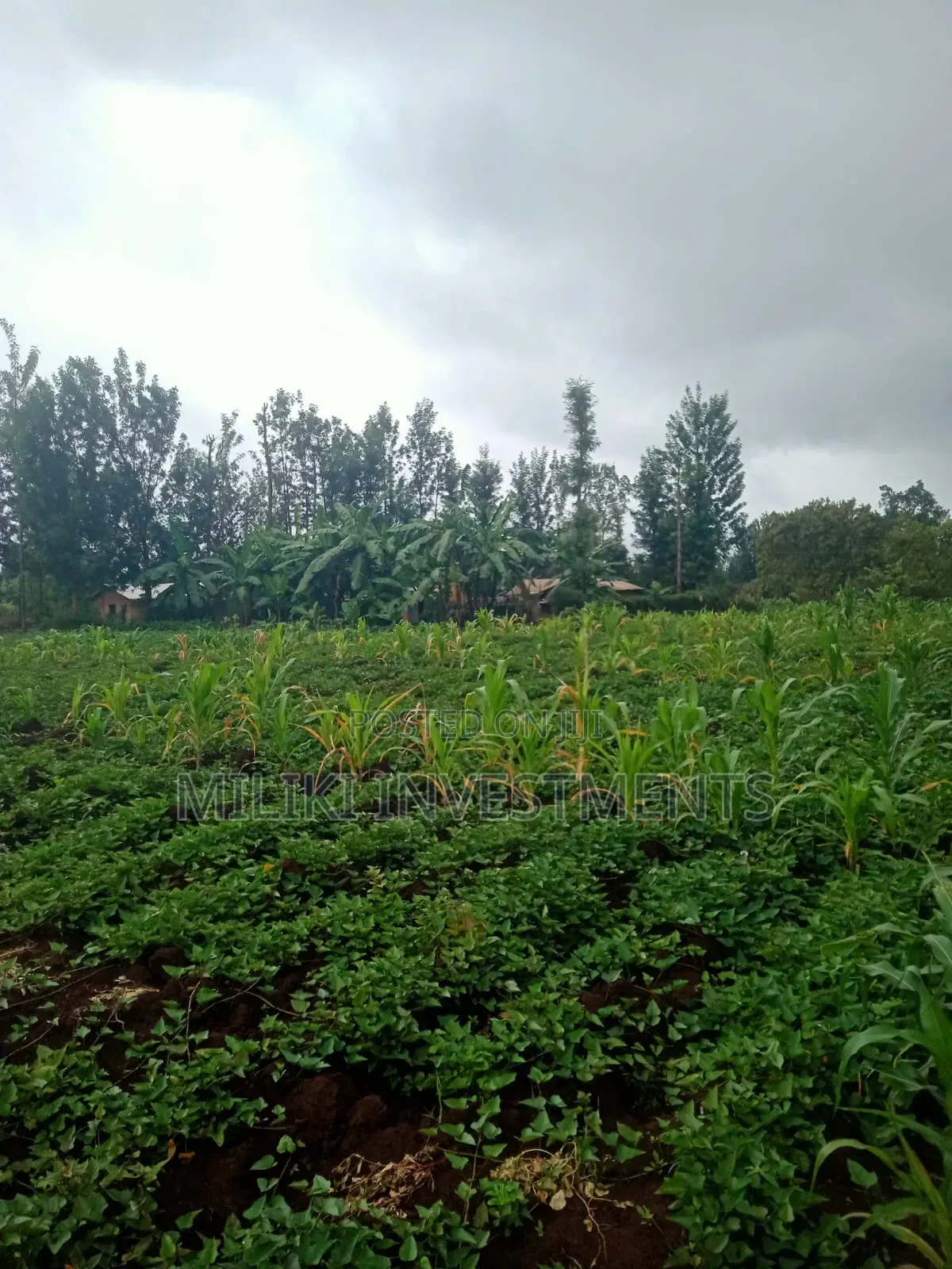 1 Acre on Sale at Kagio in Kerugoya