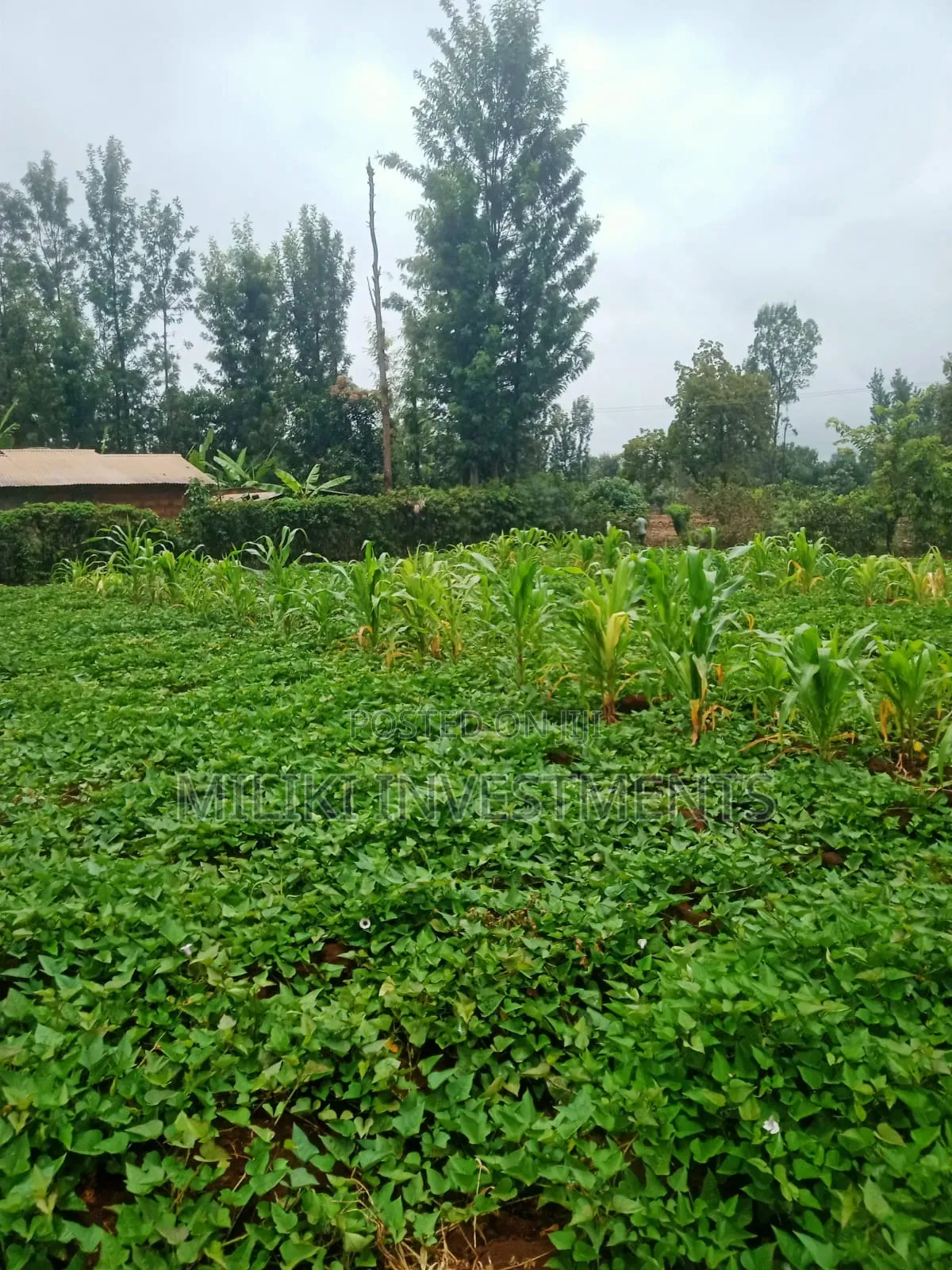 1 Acre on Sale at Kagio in Kerugoya