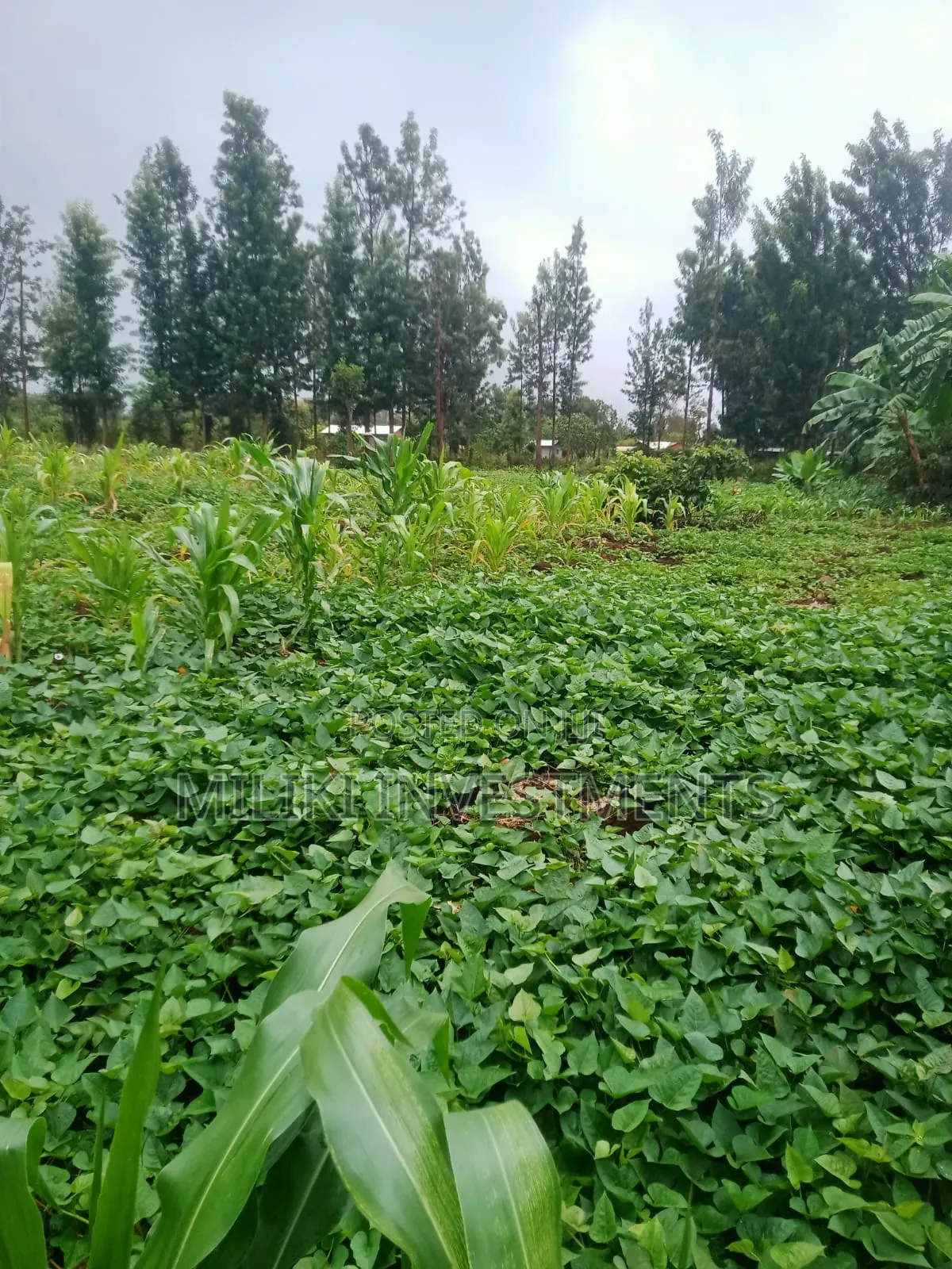 1 Acre on Sale at Kagio in Kerugoya
