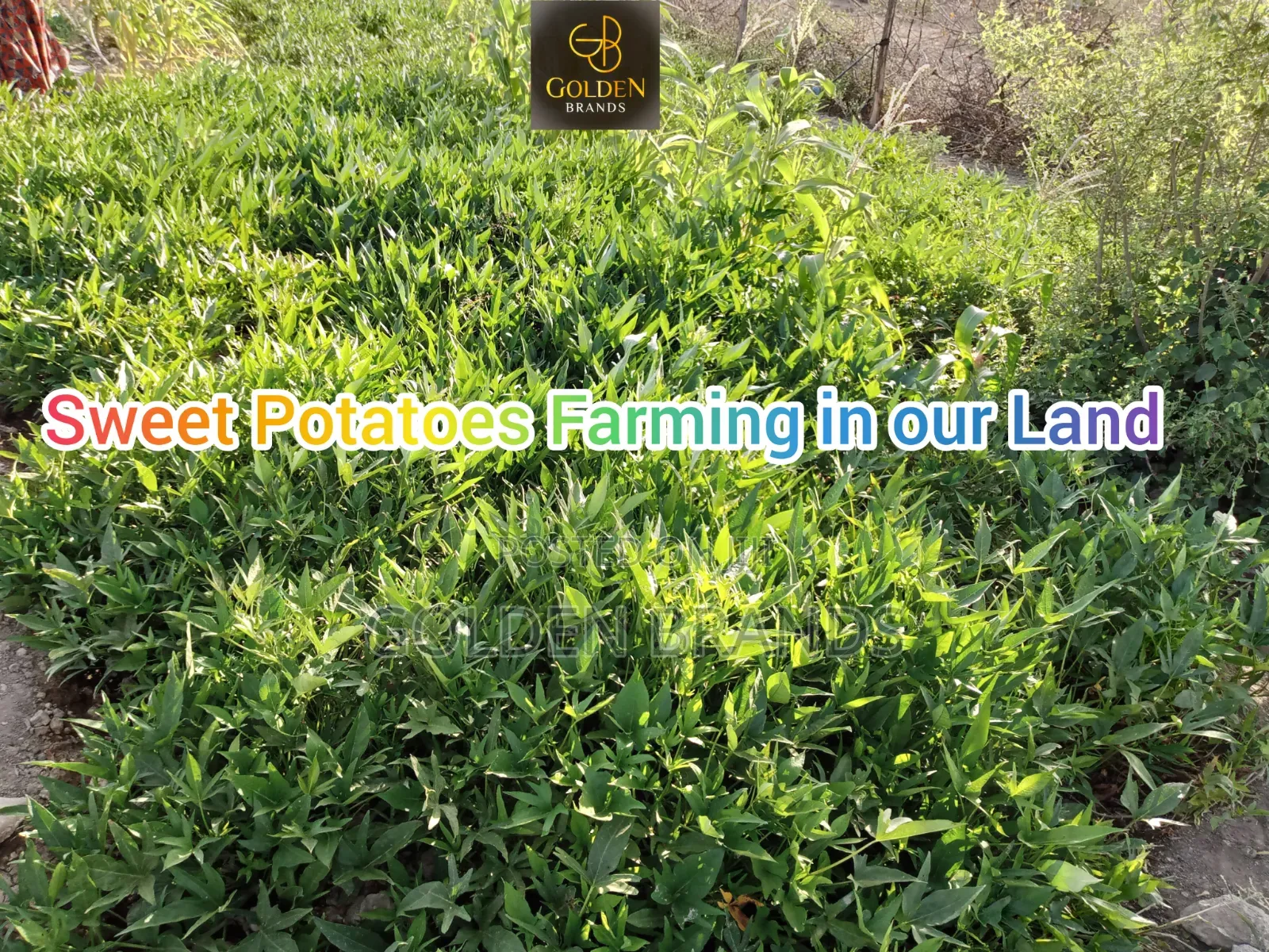 Plots for Sale Oltepesi 50 by 100 Ready Title Deeds, Water + Stima Iko in Nairobi Central
