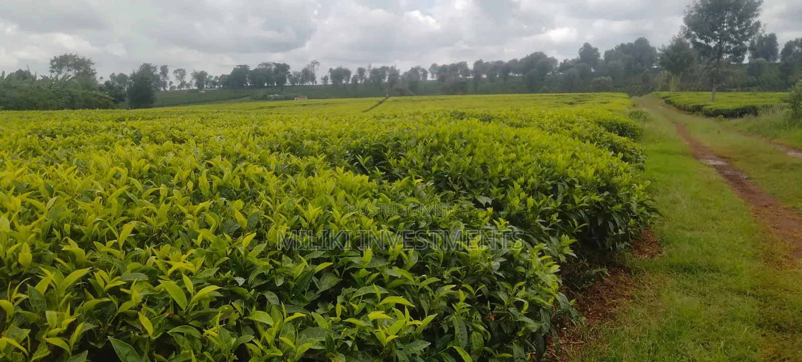 10-50 Acres on Sale at Kiambu -Ngorongo Area in Kerugoya