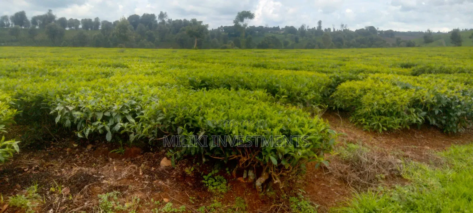 10-50 Acres on Sale at Kiambu -Ngorongo Area in Kerugoya
