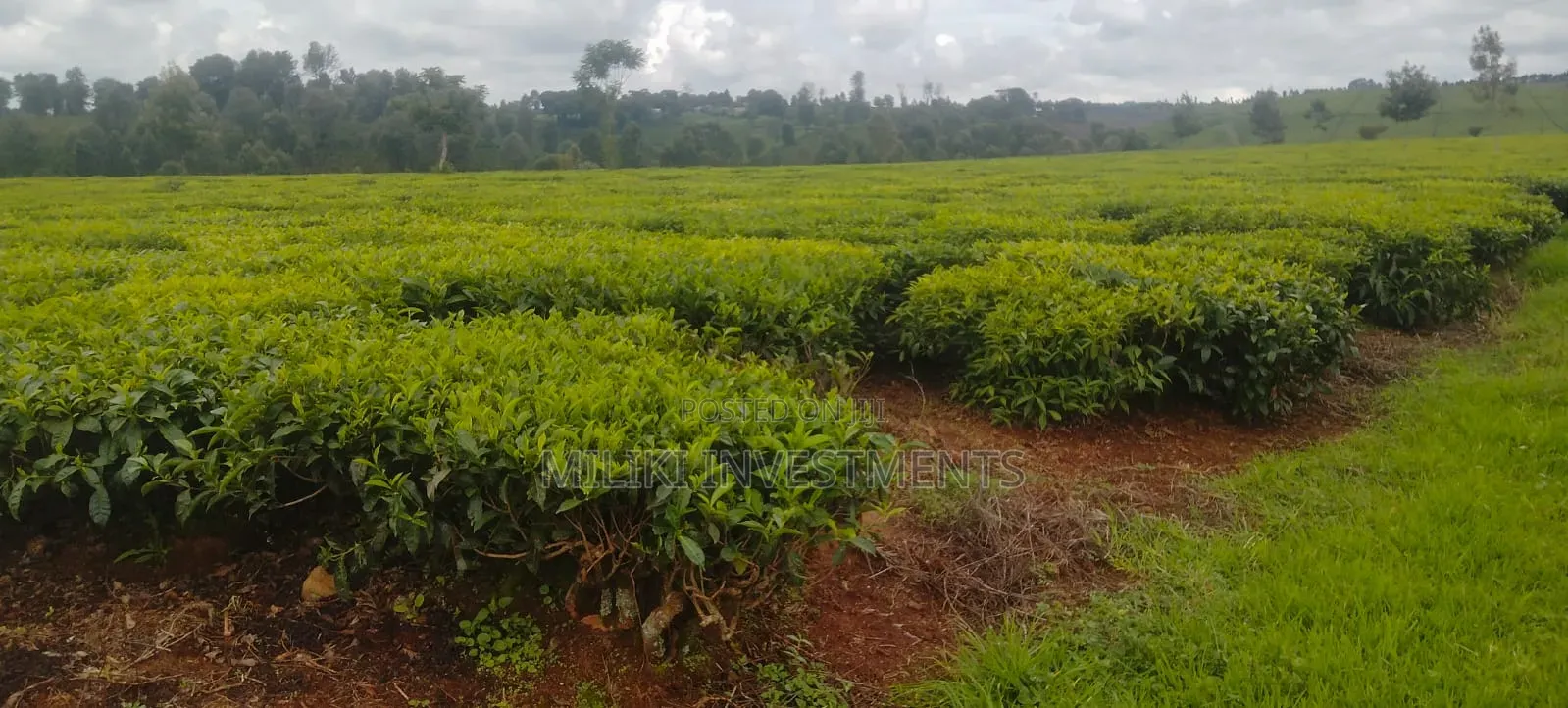 10-50 Acres on Sale at Kiambu -Ngorongo Area in Kerugoya