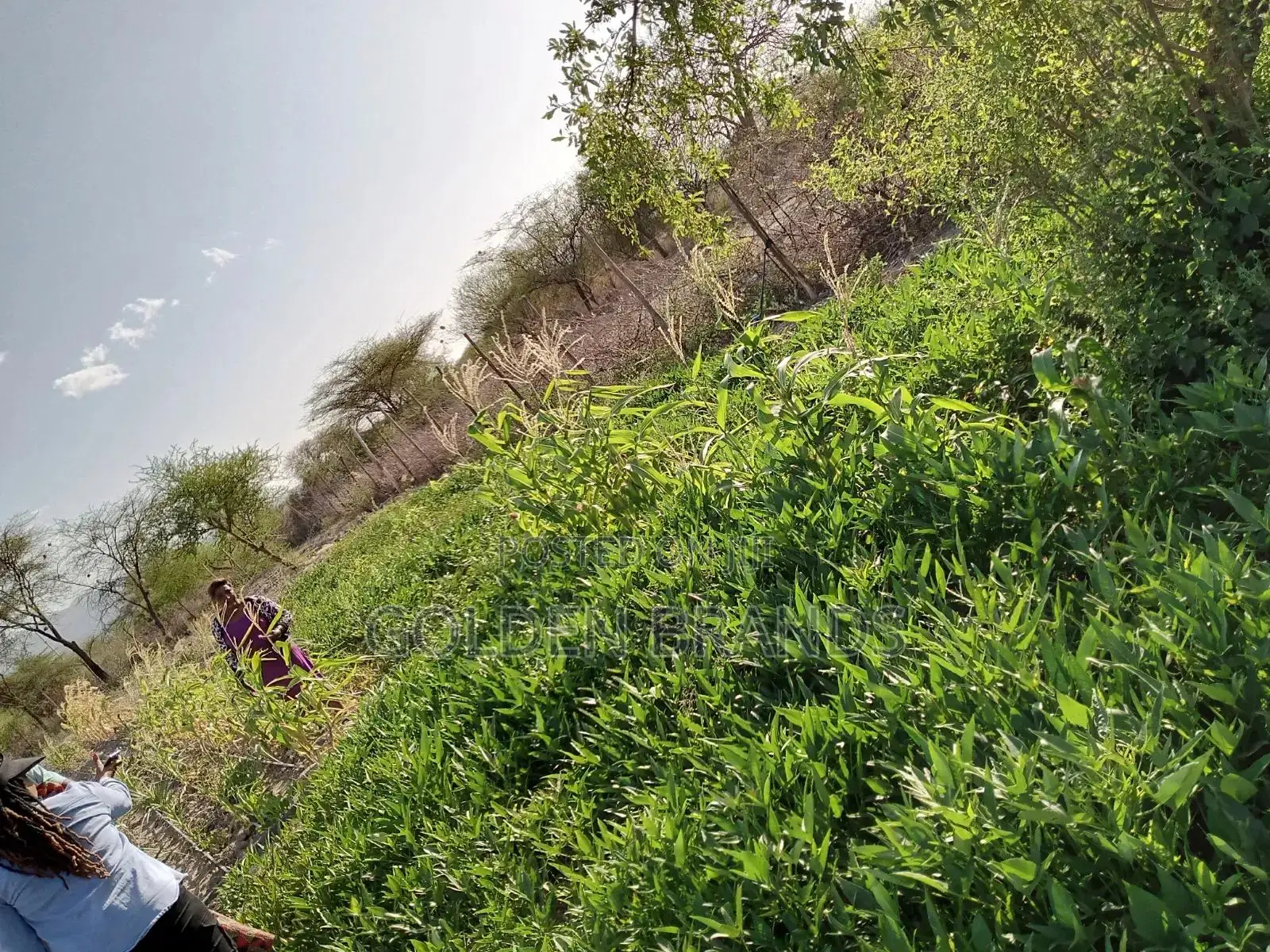 Plots for Sale Oltepesi 50 by 100 Ready Title Deeds, Water + Stima Iko in Nairobi Central