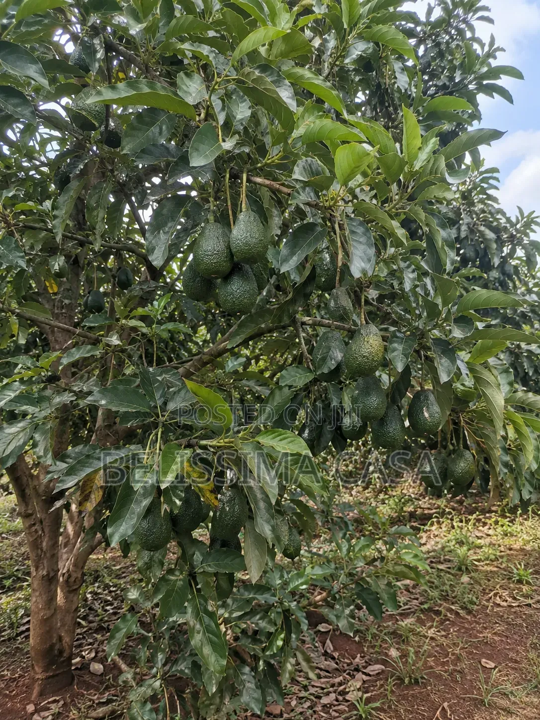4 Acre Producing Hass Avocado Farm | Kiamwangi | Gatundu South in Kiamwangi