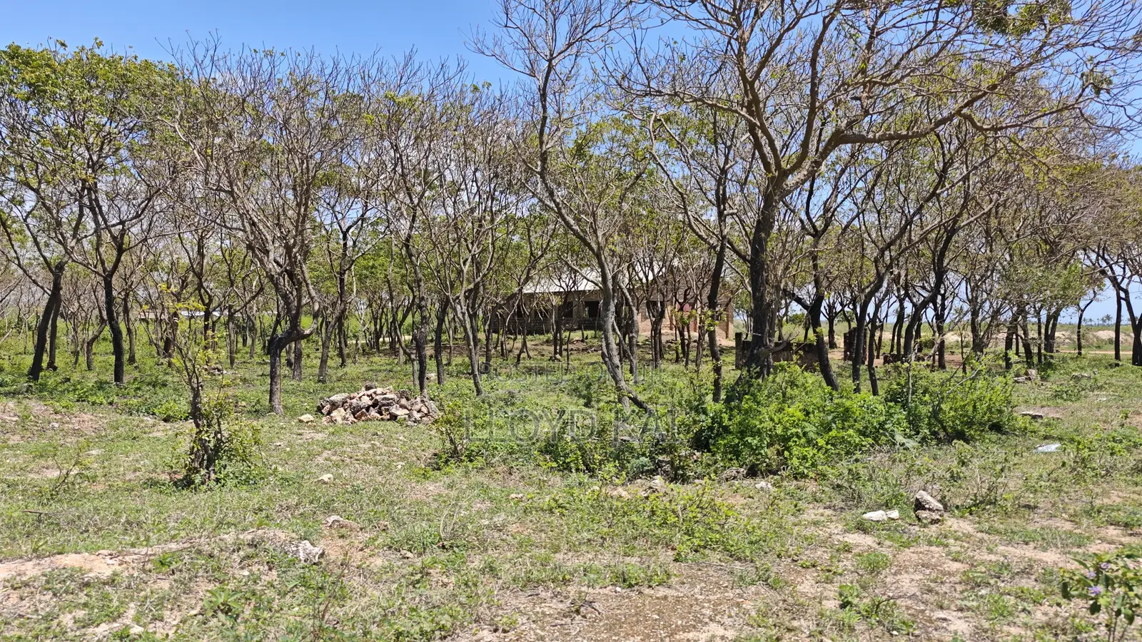 Quick Sale by Owner! 10.9 Acres for Sale at Ksh.1.8M Per Acre in Tezo