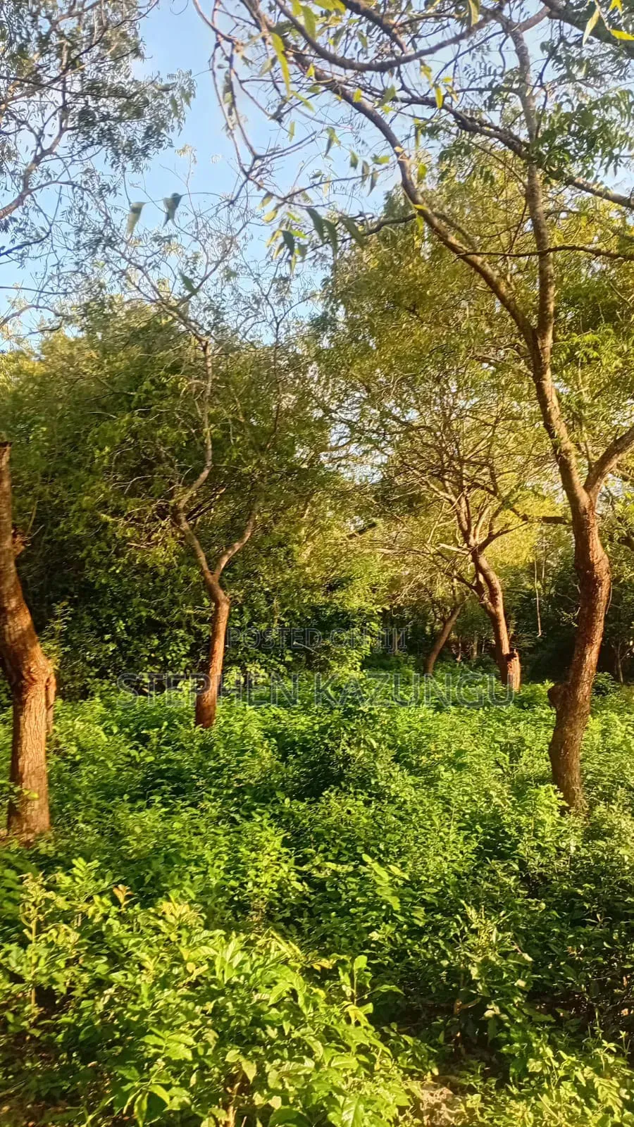Galu Beach 1 Acre Plot on Sale at Kosovo Area. in Diani