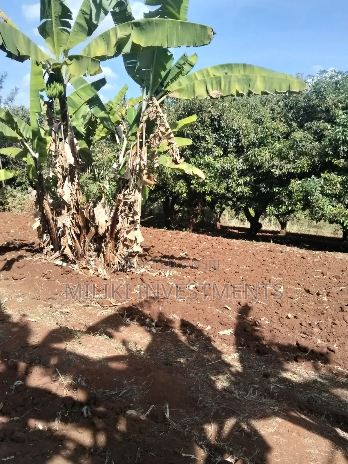 Half an Acre Land on Sale at Makuyu-Ciumbu in Makuyu
