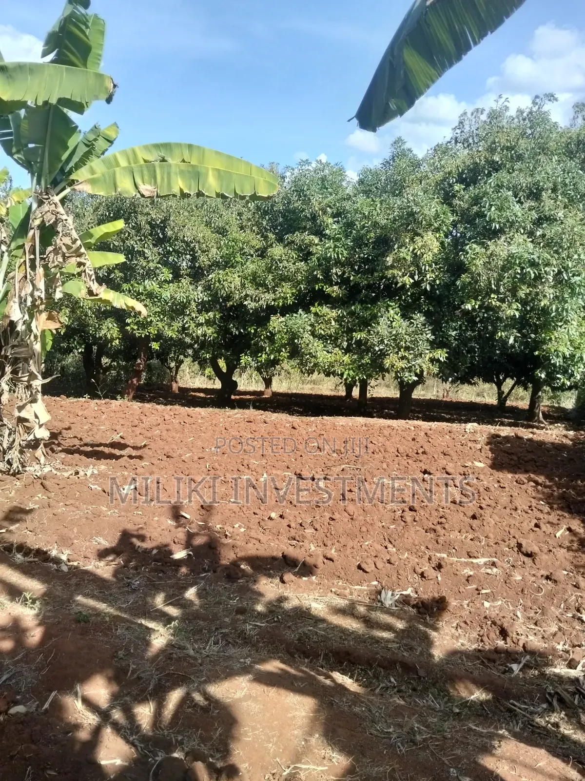 Half an Acre Land on Sale at Makuyu-Ciumbu in Makuyu