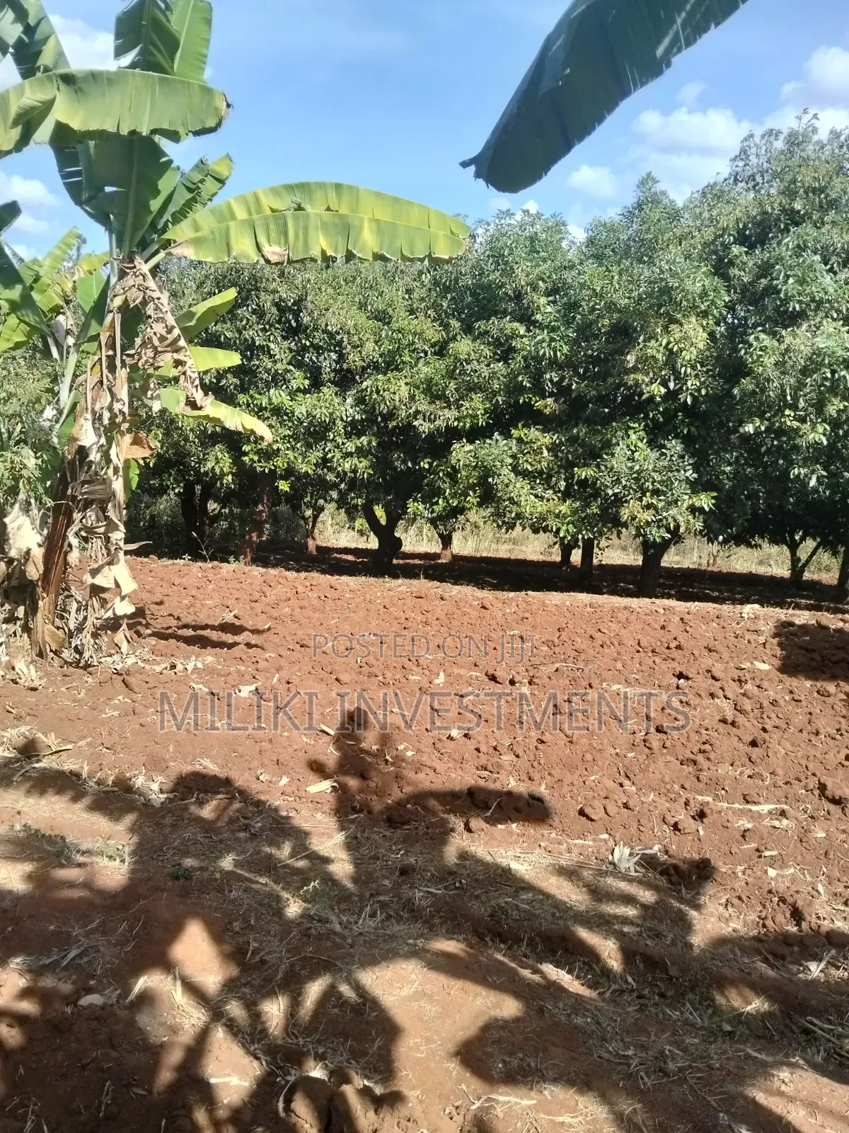 Half an Acre Land on Sale at Makuyu-Ciumbu in Makuyu